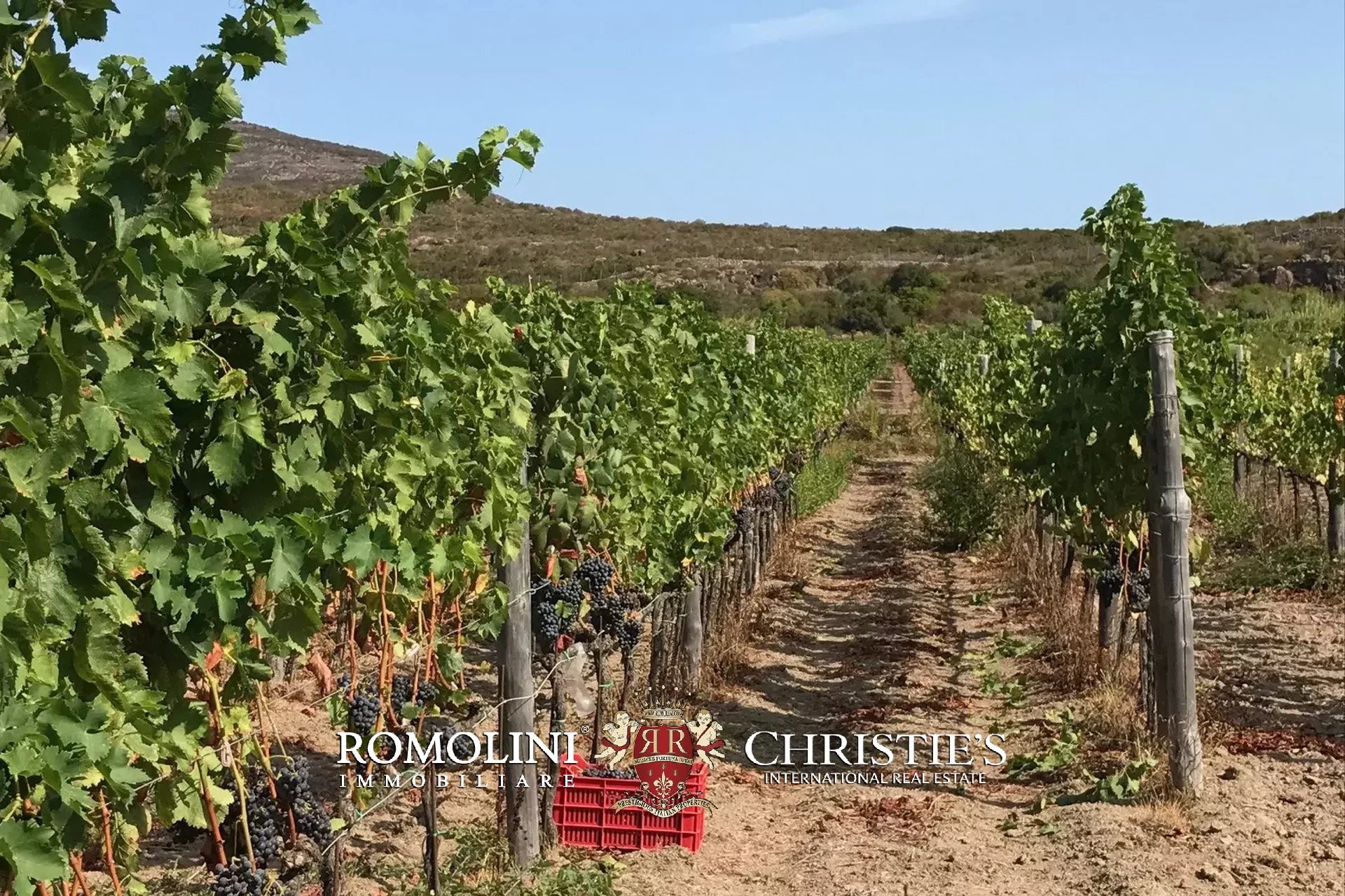 Vineyard's Image 48