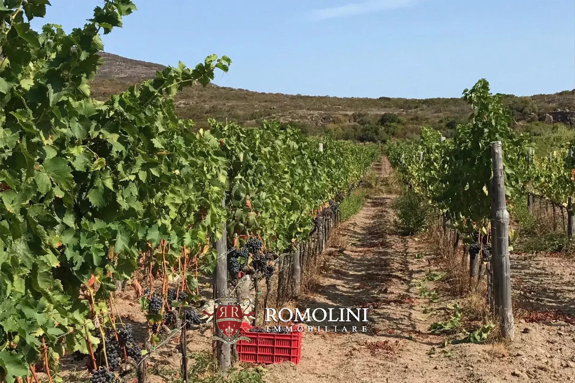 Vineyard's Image 48