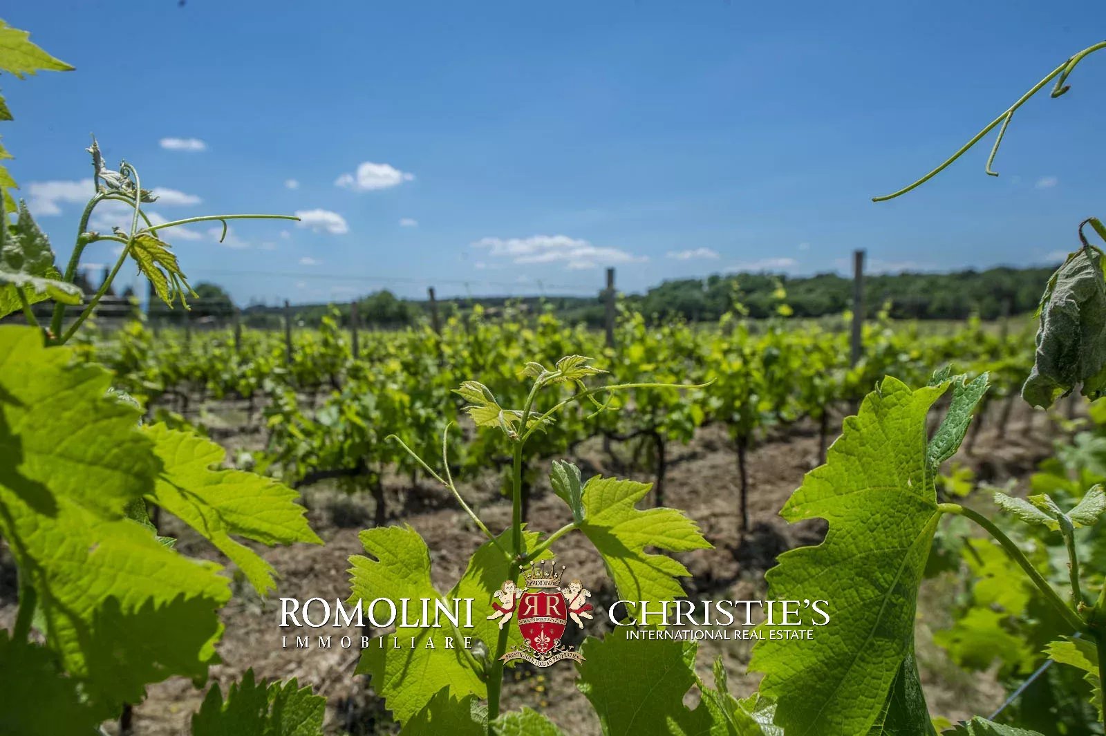 7 Bedroom Vineyard's Image 18