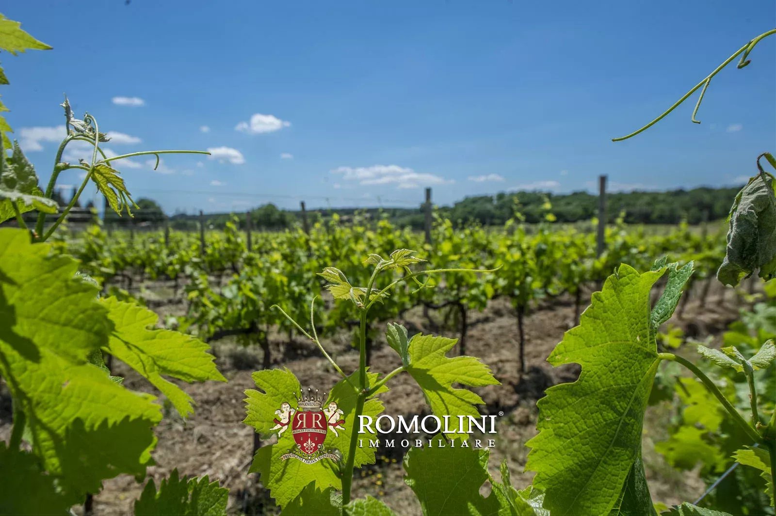 7 Bedroom Vineyard's Image 18