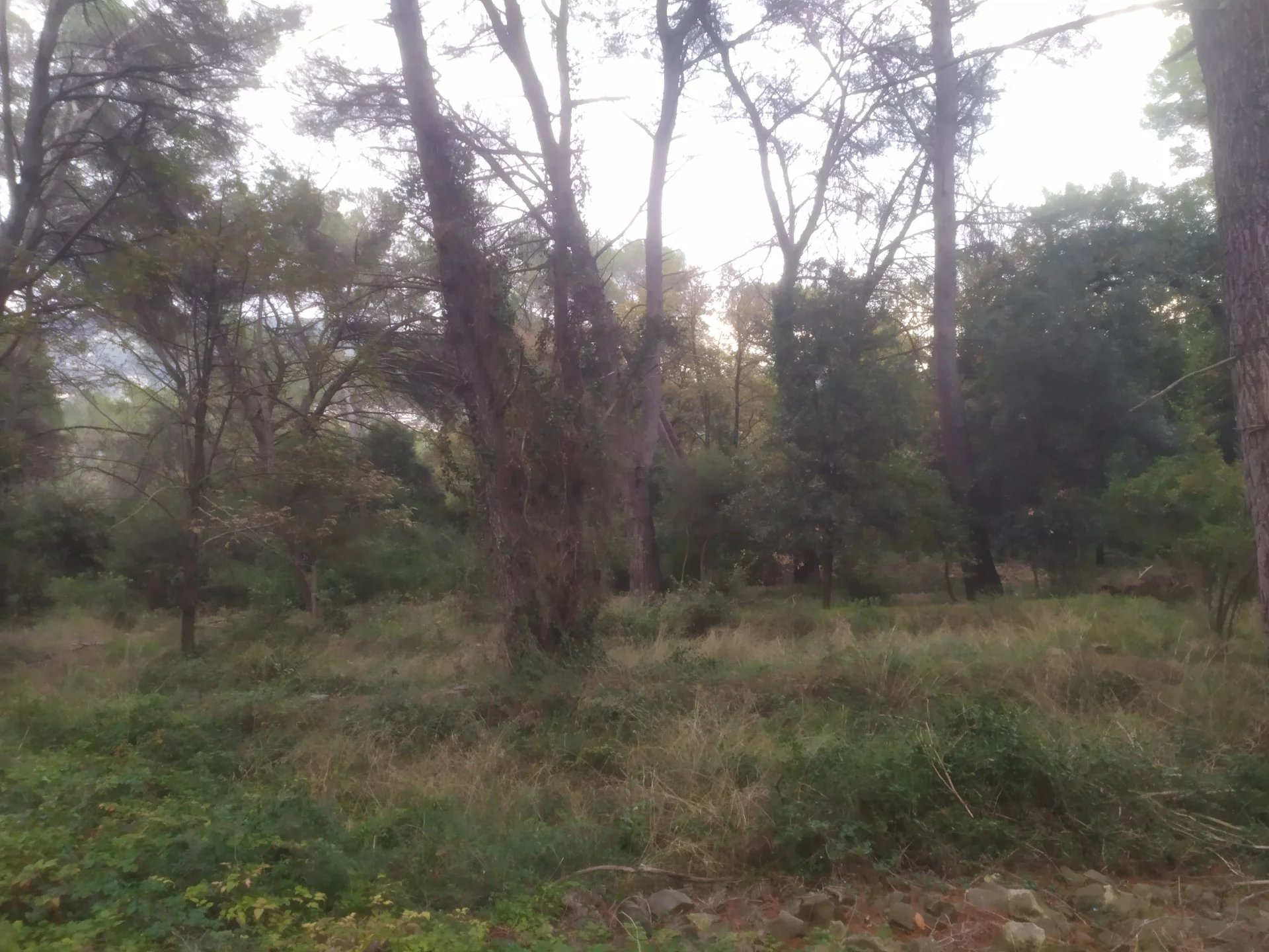 LA ROQUETTE SUR SIAGNE . TERRAIN - Photo 3