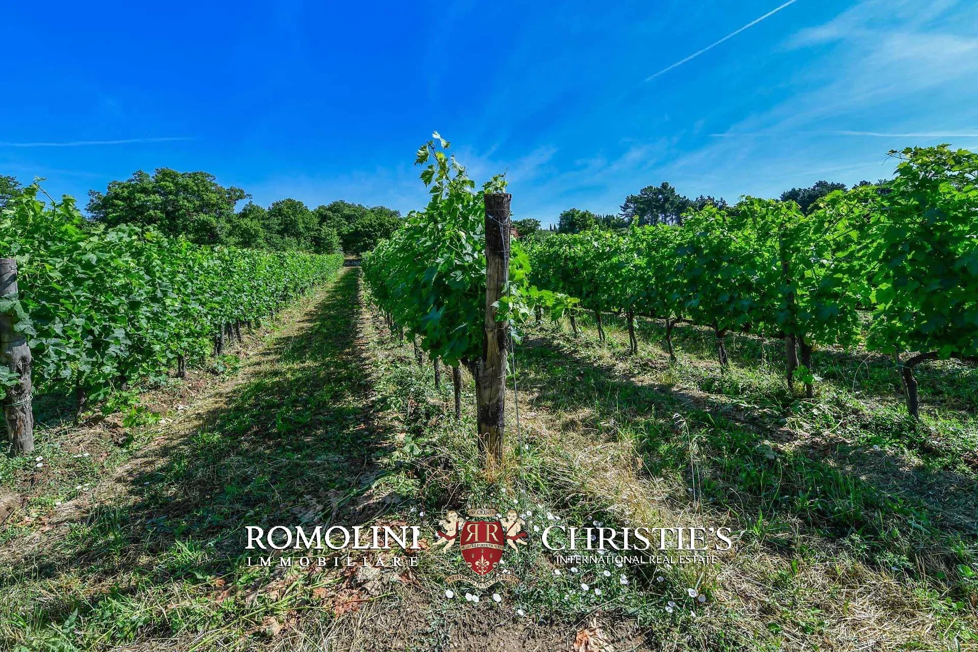 TENUTA VINICOLA BIOLOGICA IN VENDITA, CANTINA BIO TOSCANA