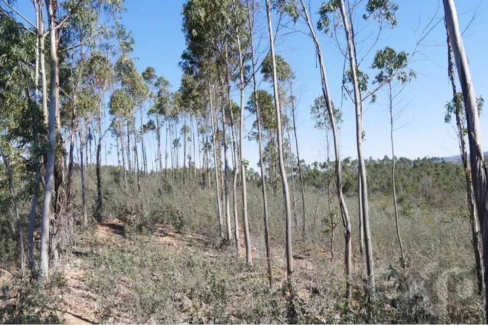 Exceptional 65-Hectare Estate in Alentejo with Tourism Development Potential 85506160 image 22