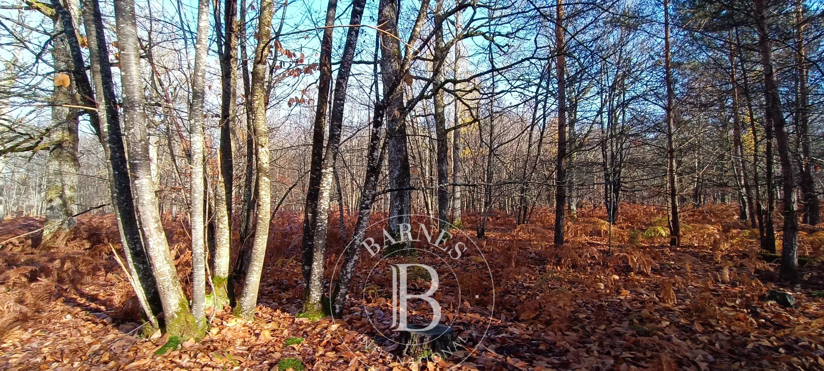 Propriété Neuvy-sur-Barangeon  -  ref 87302436 (picture 3)