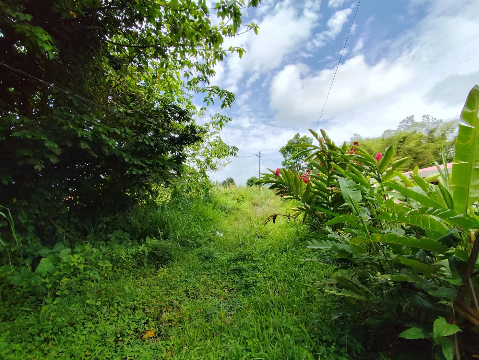 Sale Plot of land - Le Morne-Rouge - Martinique