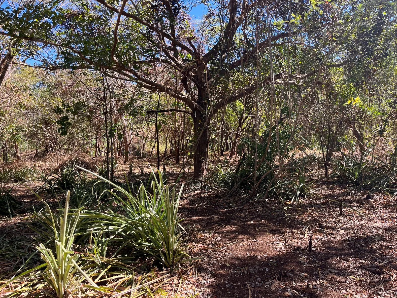 Sale Plot of land Santa Cruz Playa Negra