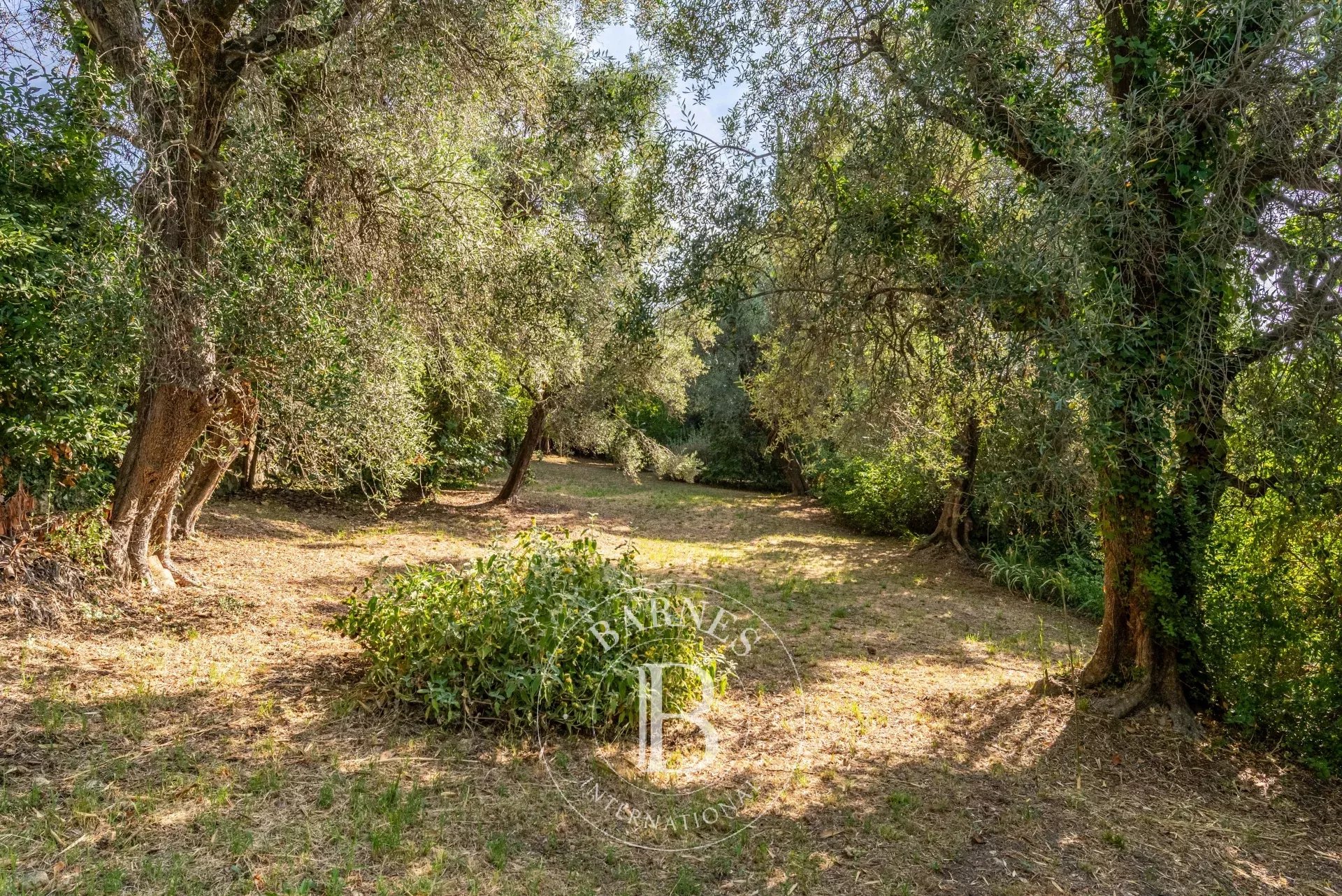 Ev Grasse - picture 6