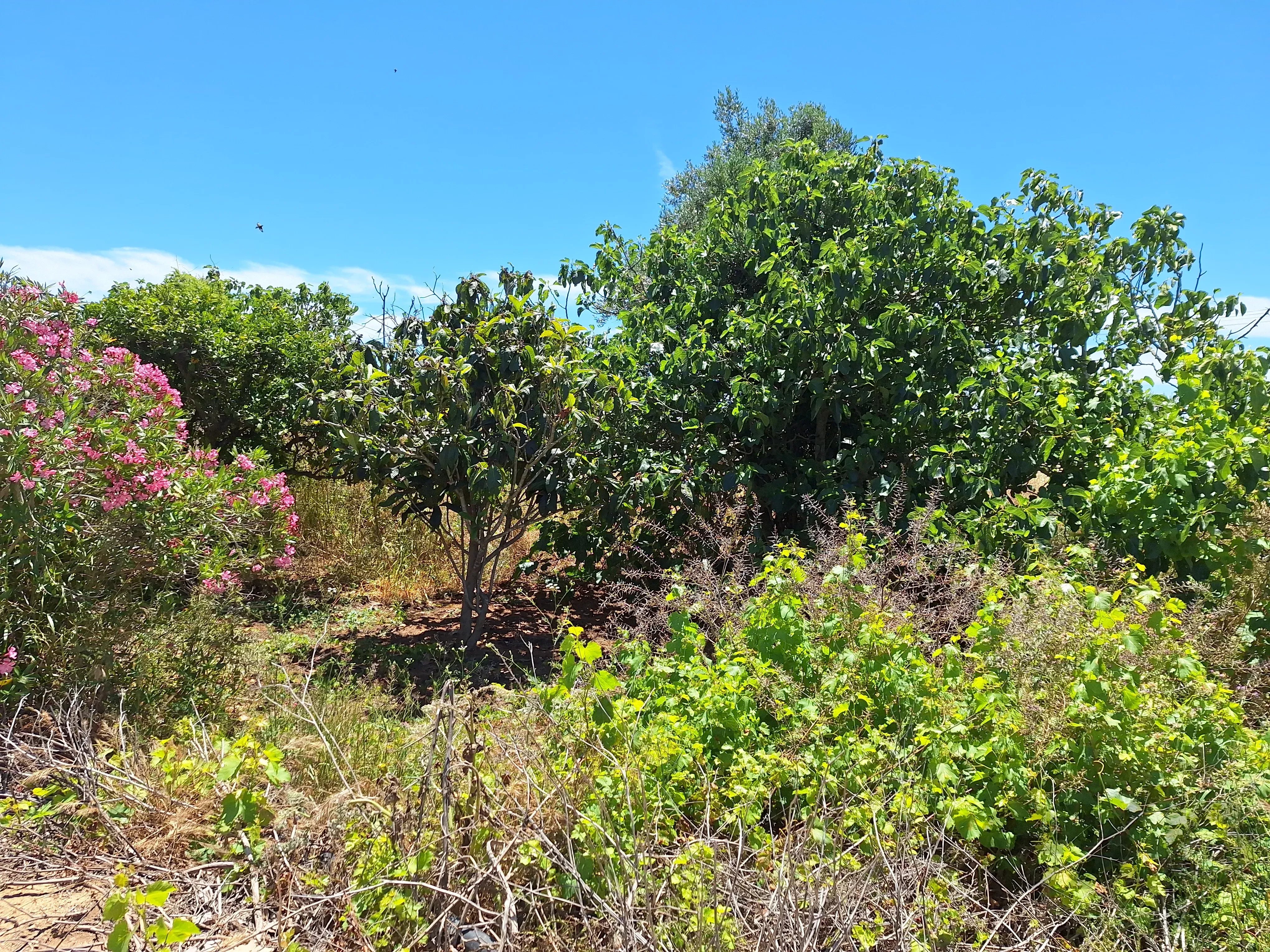 Rustic Land in Mar e Guerra 87032942 image 3