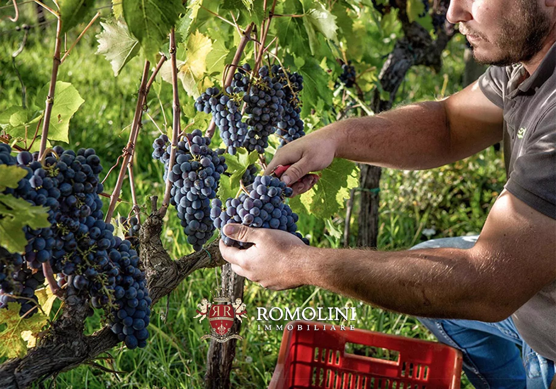 7 Bedroom Vineyard's Image 7