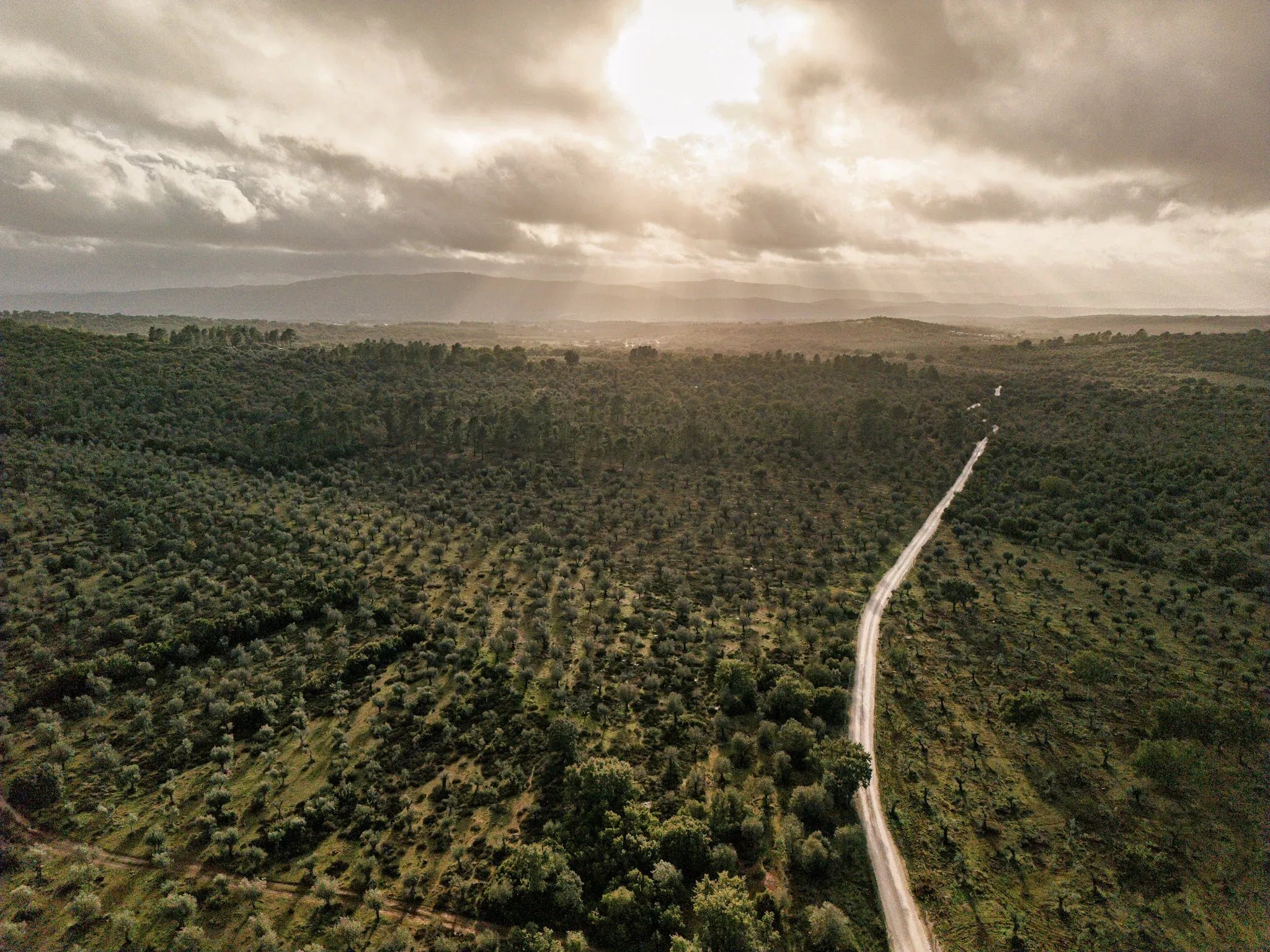 Where Africa meets Alentejo: 5.54ha approved for 200-bed eco resort, next to Europe's only elephant sanctuary 7150-099 image 2