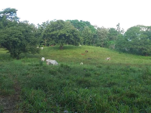 EXCLUSIVITY - 14 hectares finca (property)