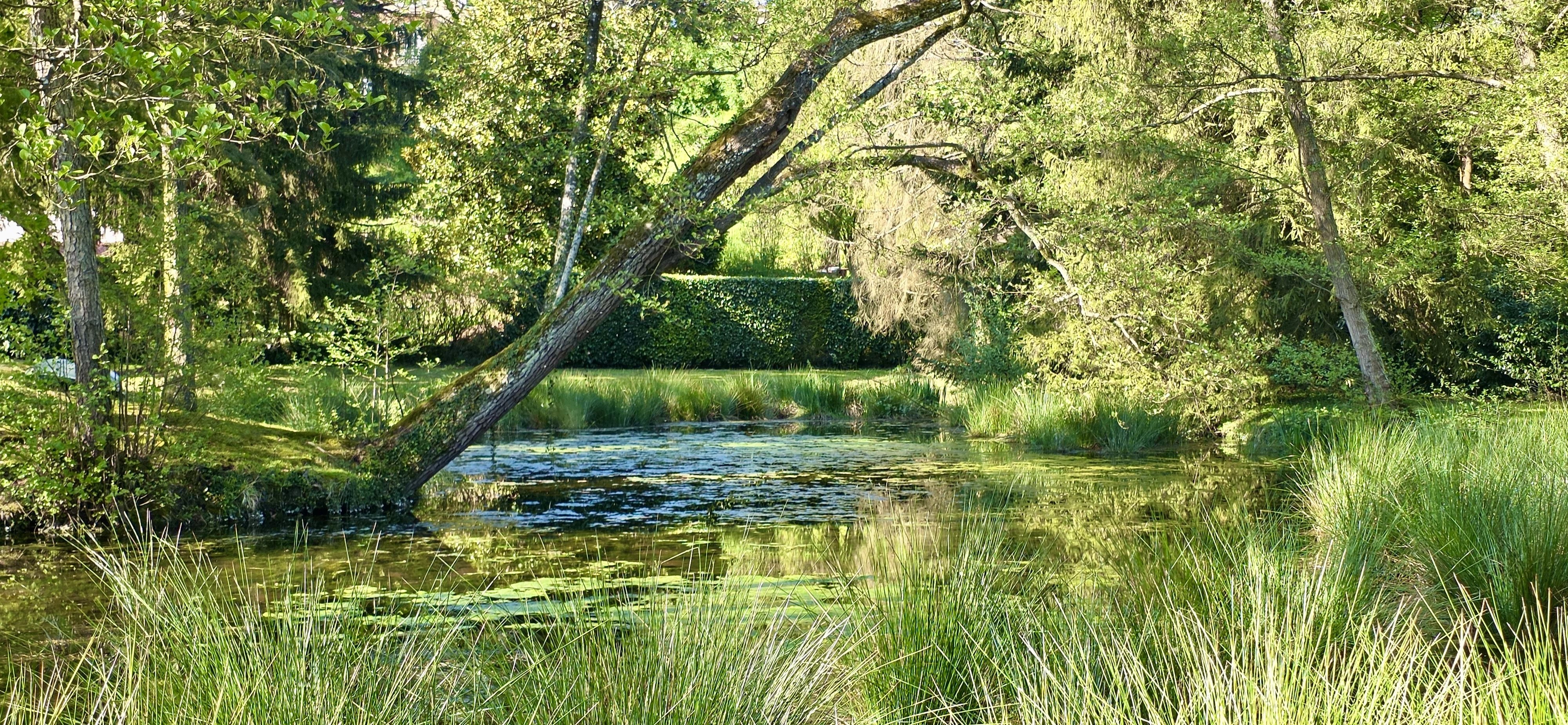 Un Havre de paix entre eau et nature : Longère  de 125 m2 habitables sur 8 600 m² de terrain entièrement clôtu — photo 9