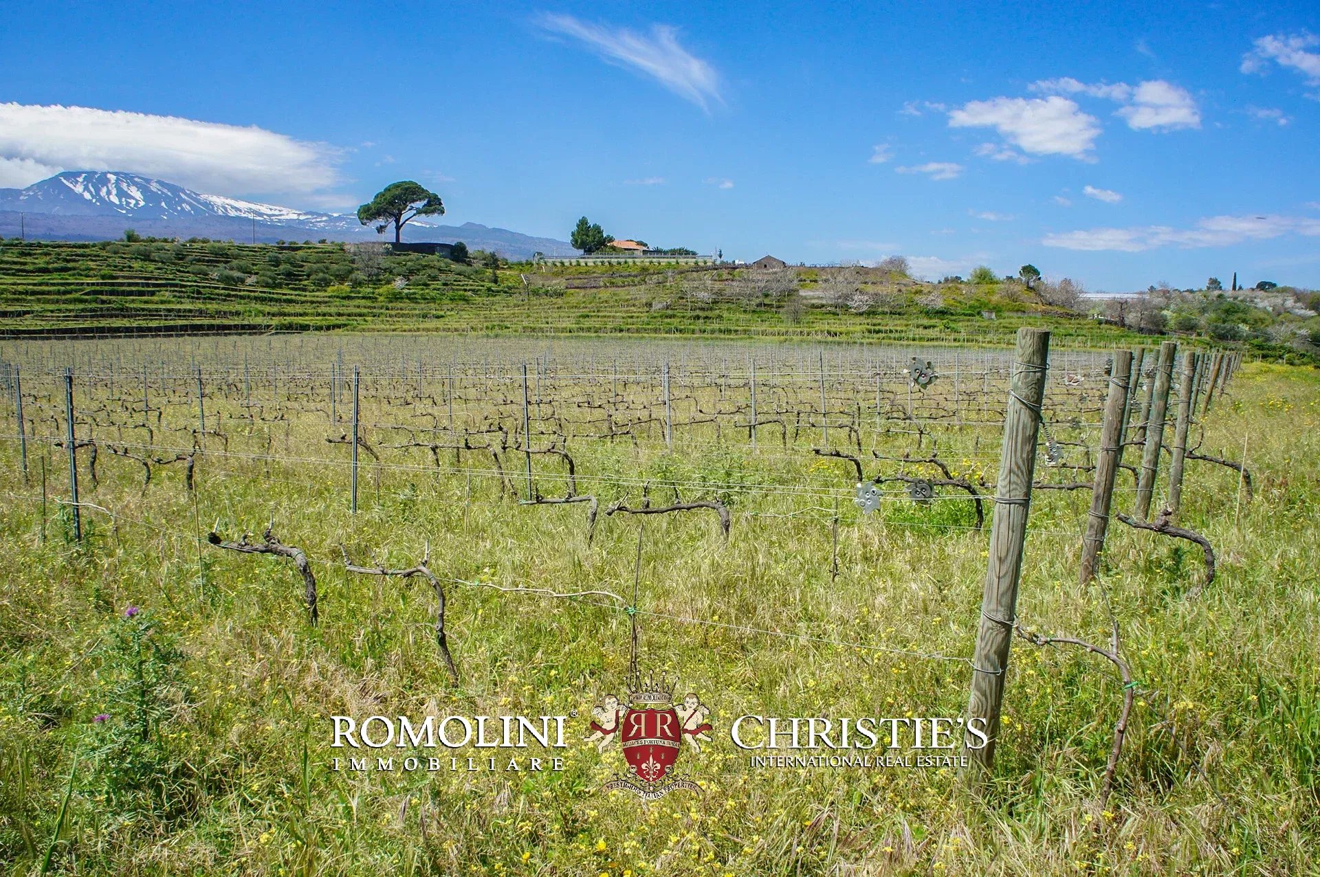 9 Bedroom Vineyard's Image 14