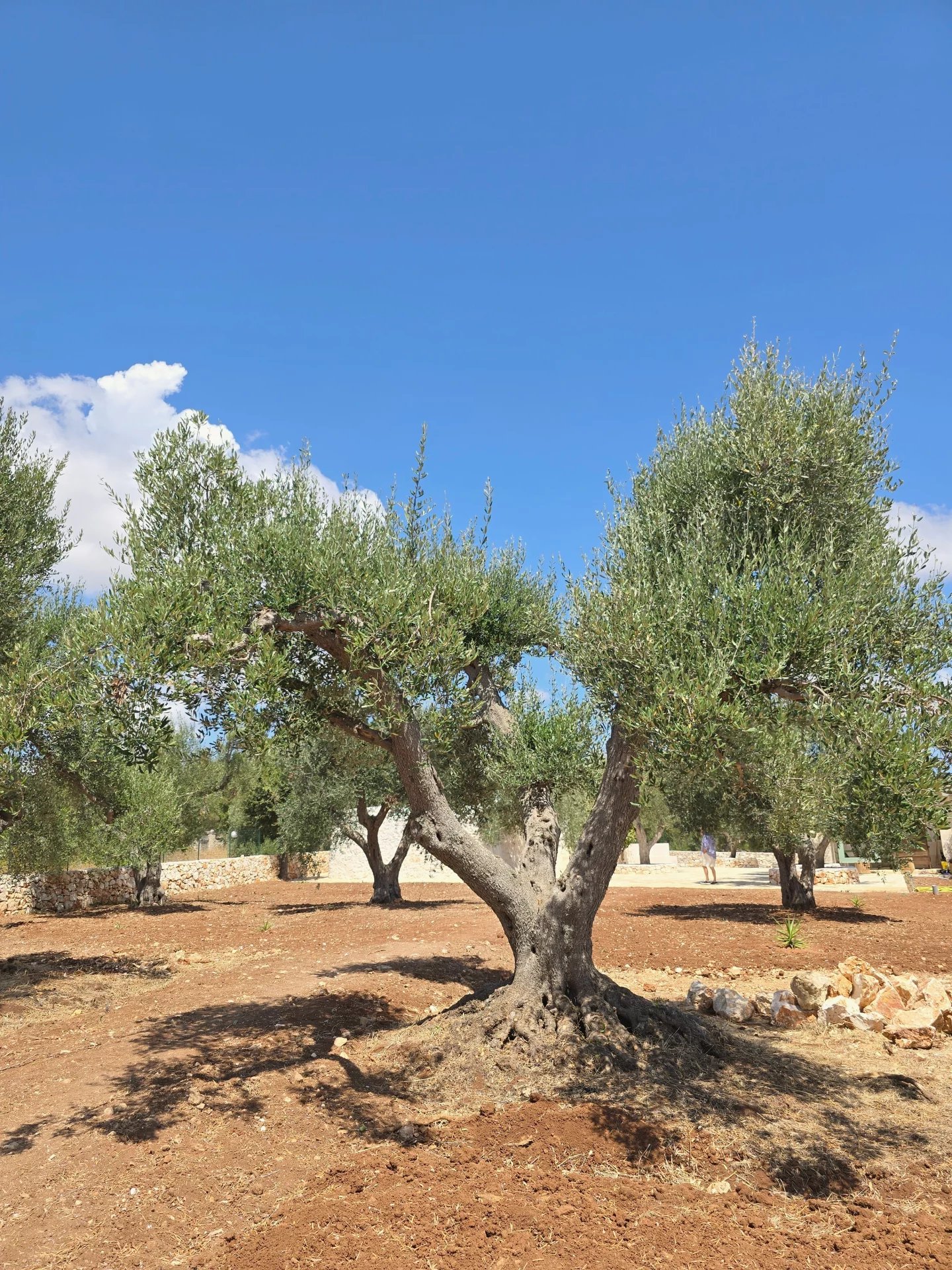 Sale Property Ostuni