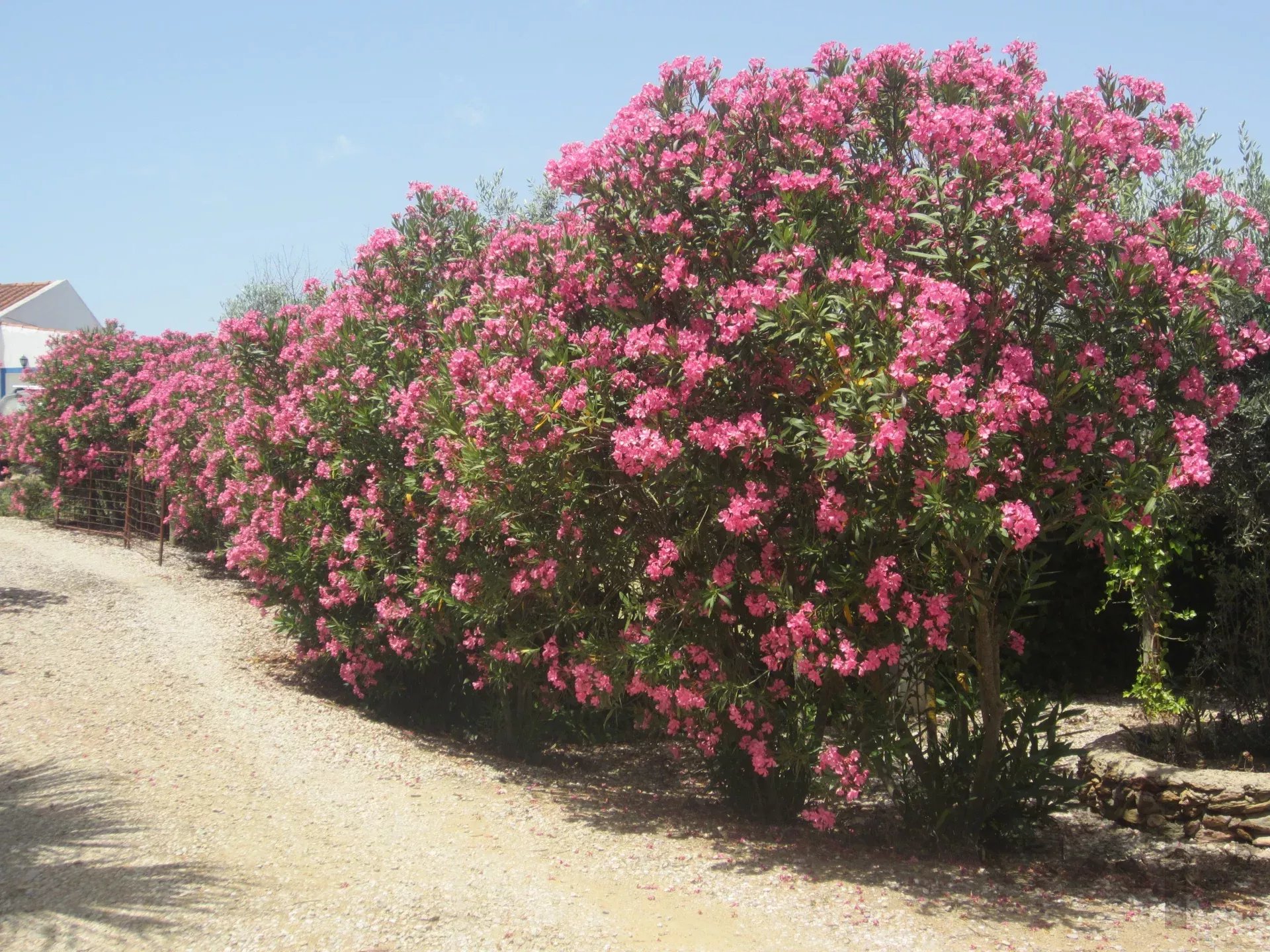 Herdade Cativante in Alentejo: A Tourist Investment with Immeasurable Potential 🌿✨ 86362095 image 16