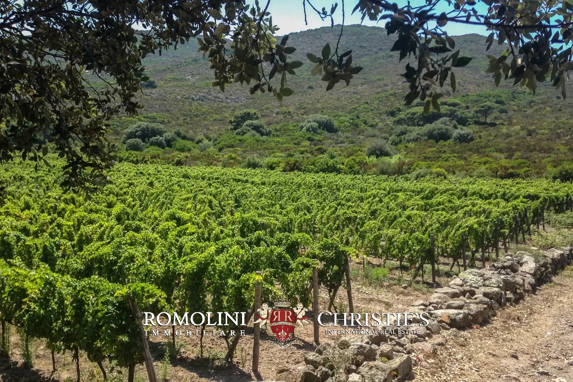 Vineyard's Image 23