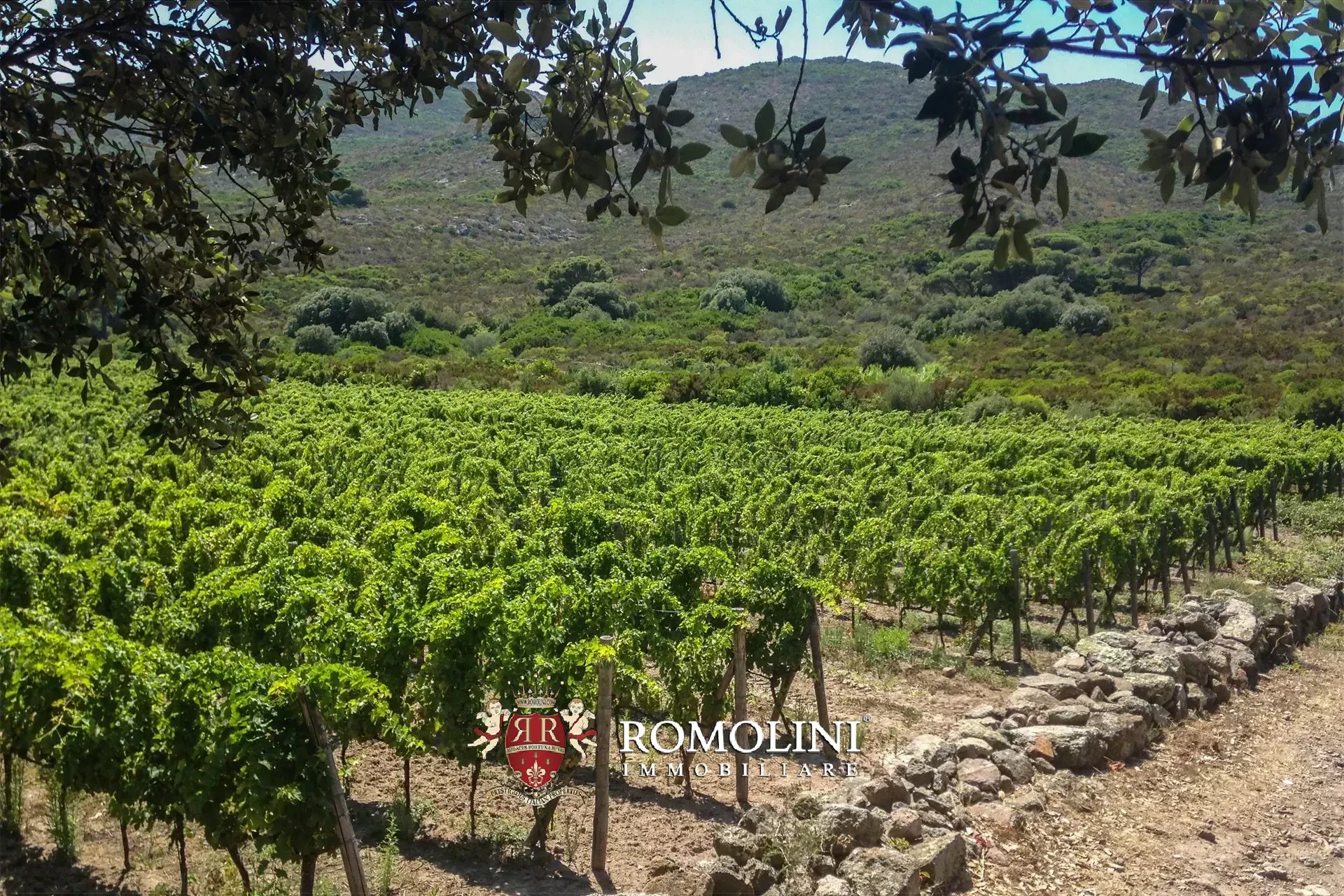 Vineyard's Image 23
