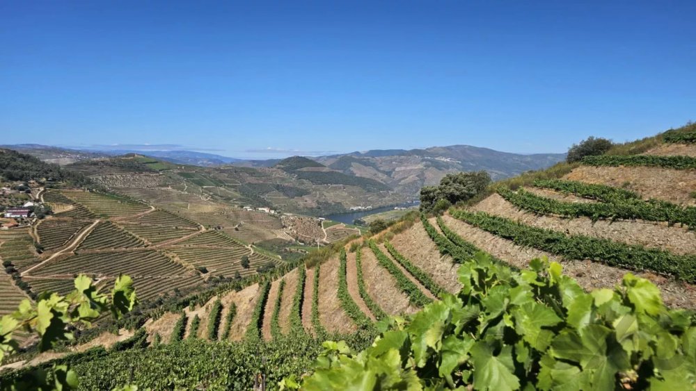 Quinta com 20 Hectares no Douro | Vinha em Produção, Olival e Marca Própria