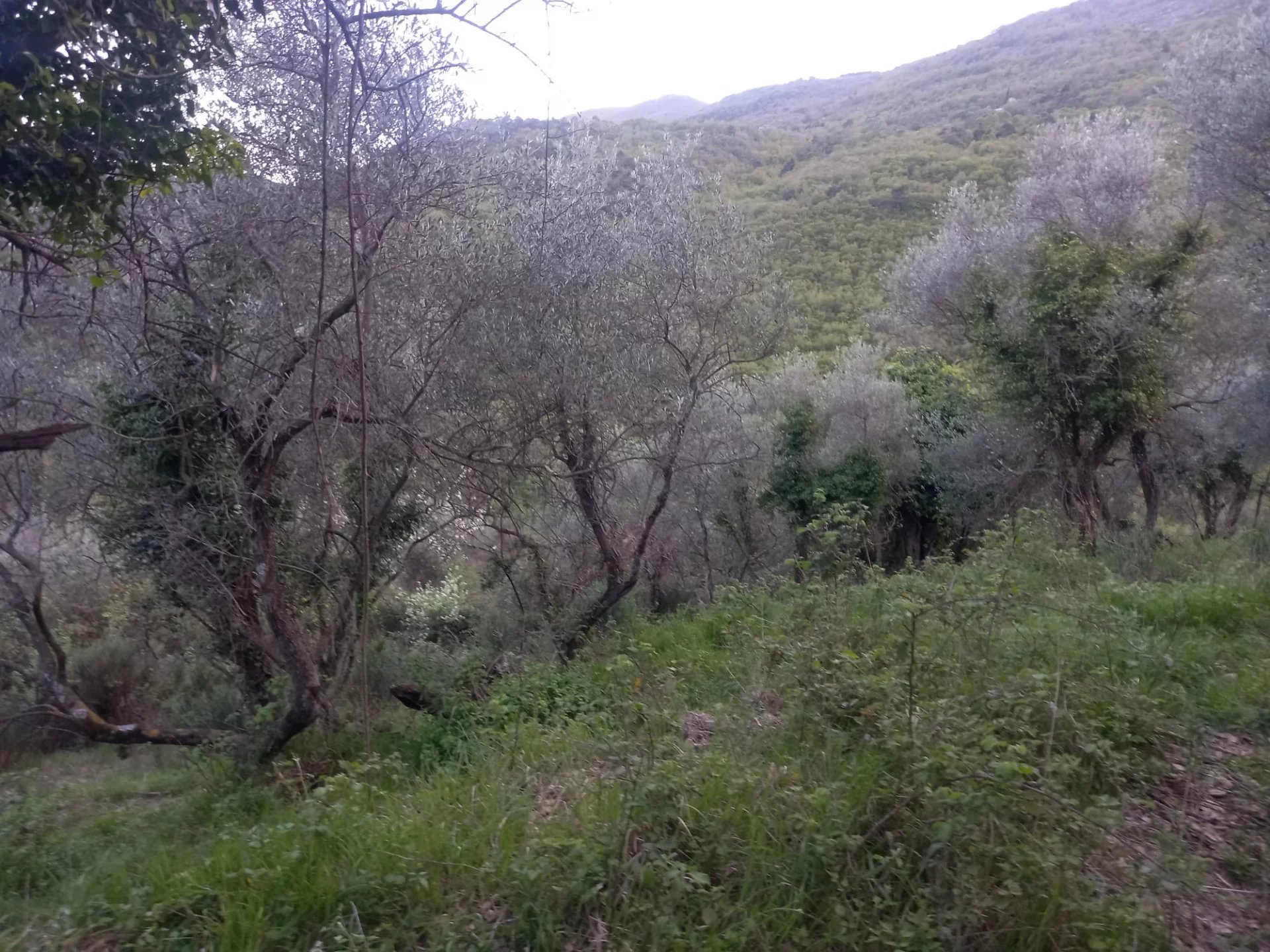 Vendita Terreno non edificabile Sospello