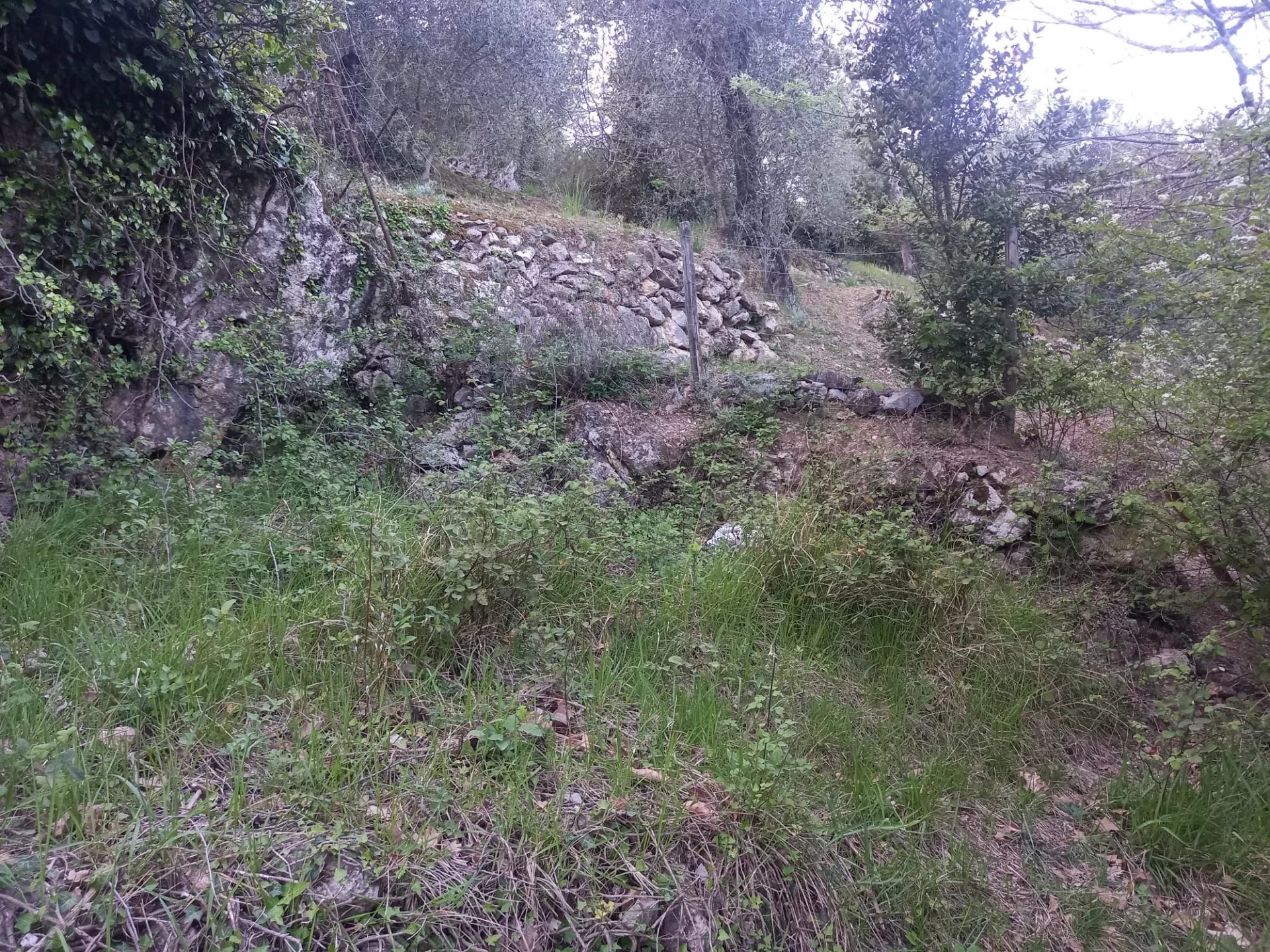 Vendita Terreno non edificabile Sospello