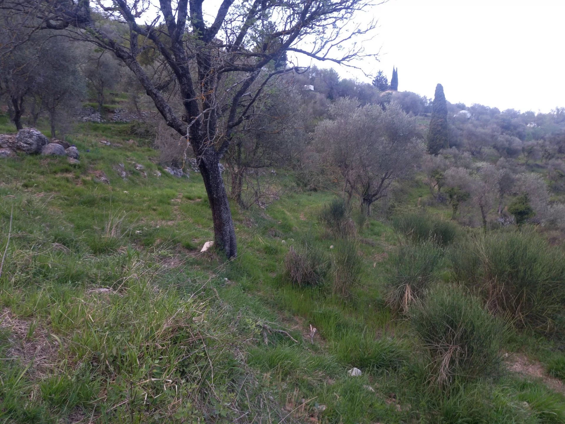 Vendita Terreno non edificabile Sospello