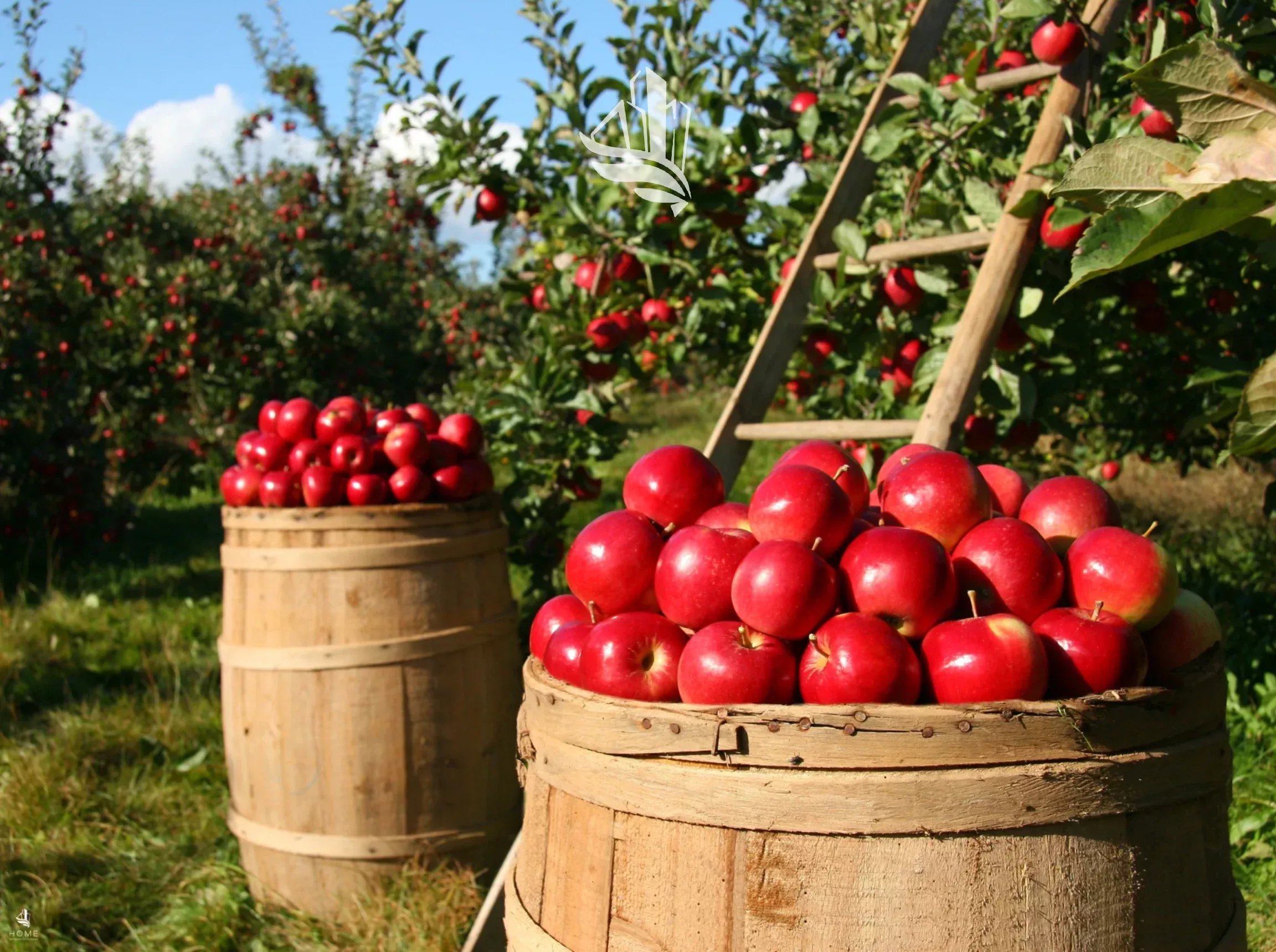 Auer: Bio-Obstwiese
