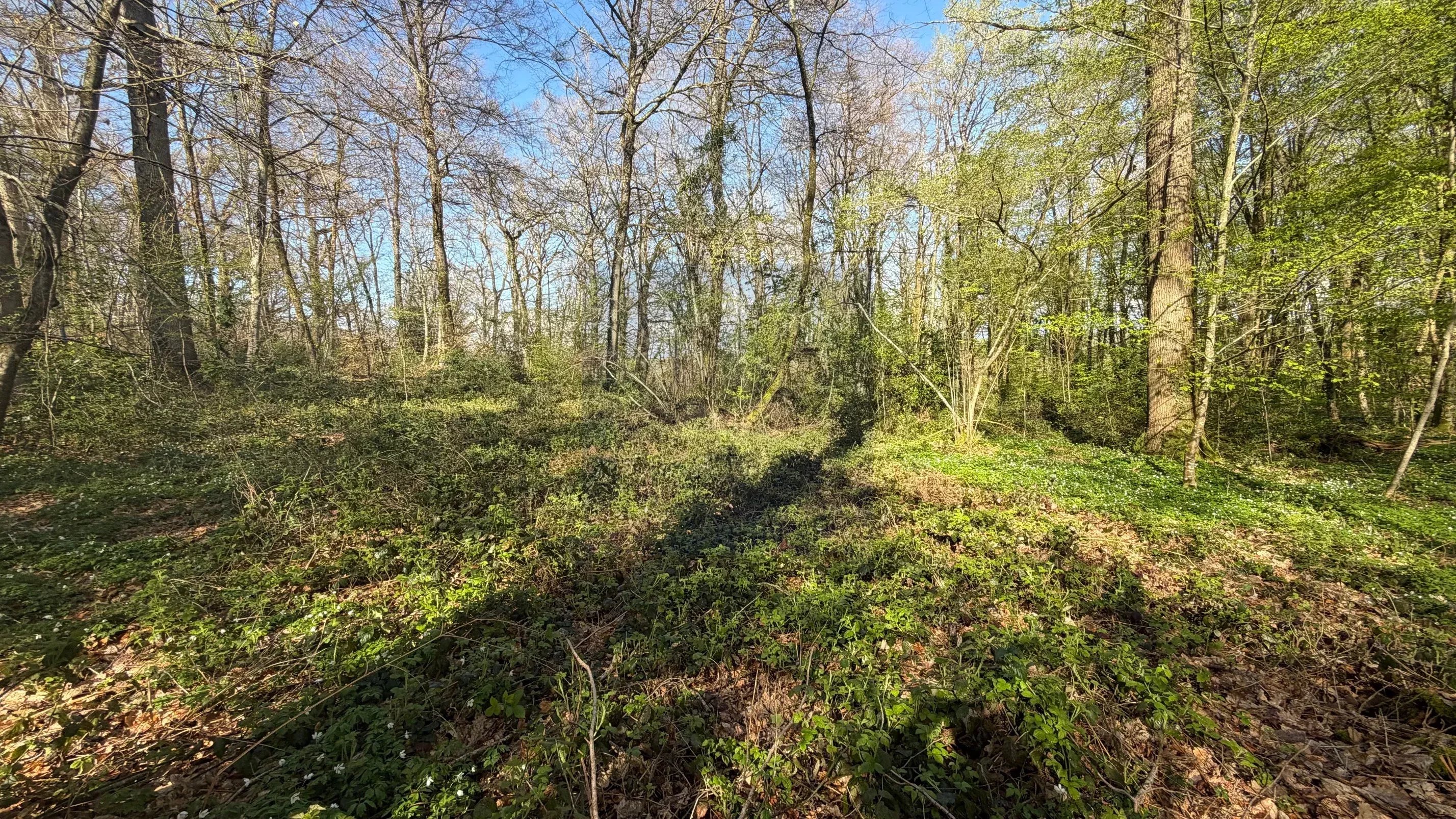 Agence immobilière de Agence l'Angelus de Barbizon