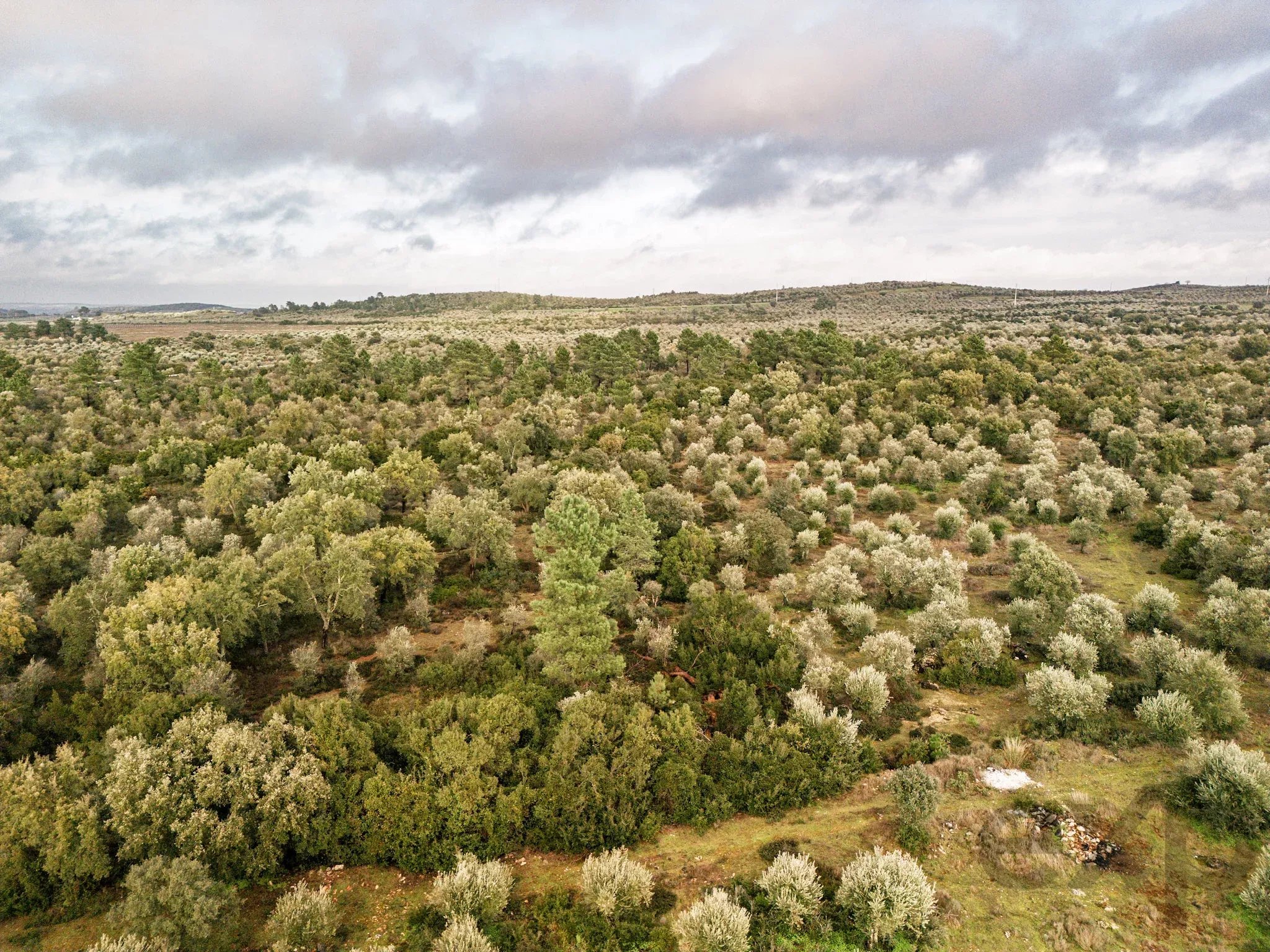 Where Africa meets Alentejo: 5.54ha approved for 200-bed eco resort, next to Europe's only elephant sanctuary 7150-099 image 9