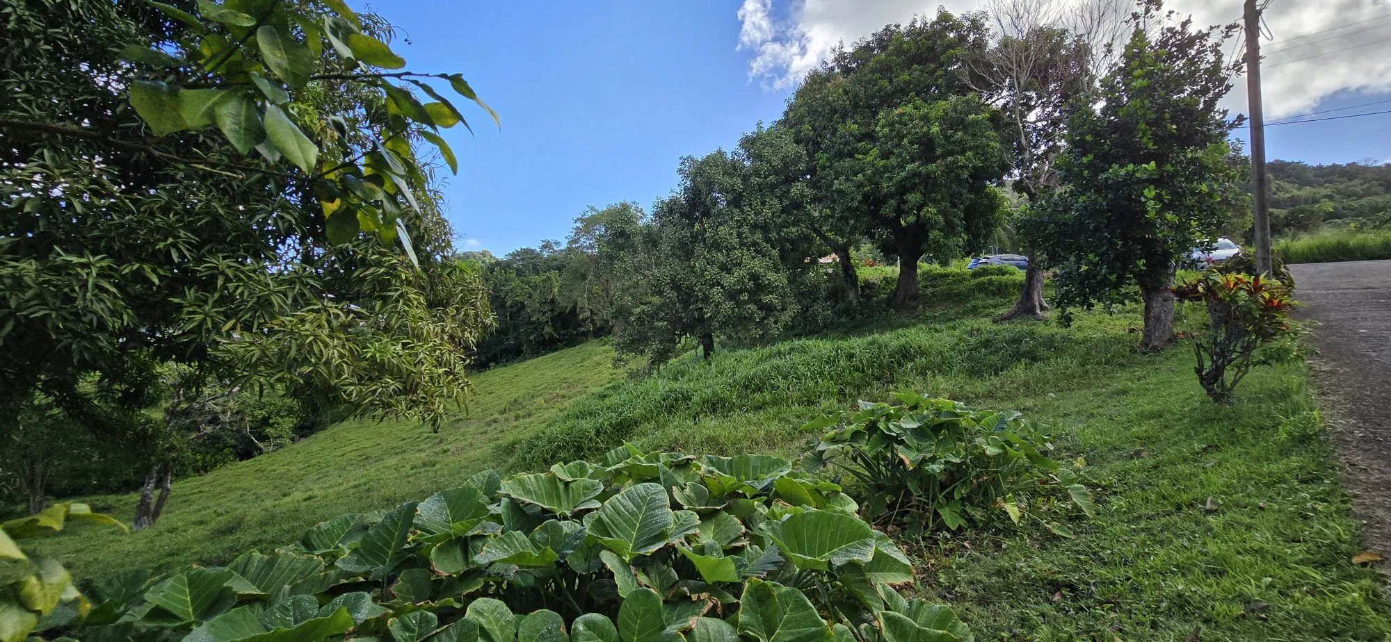 Terrain constructible de 2 209 m² à vendre – Fonds Brûlé, Le Robert — photo 6
