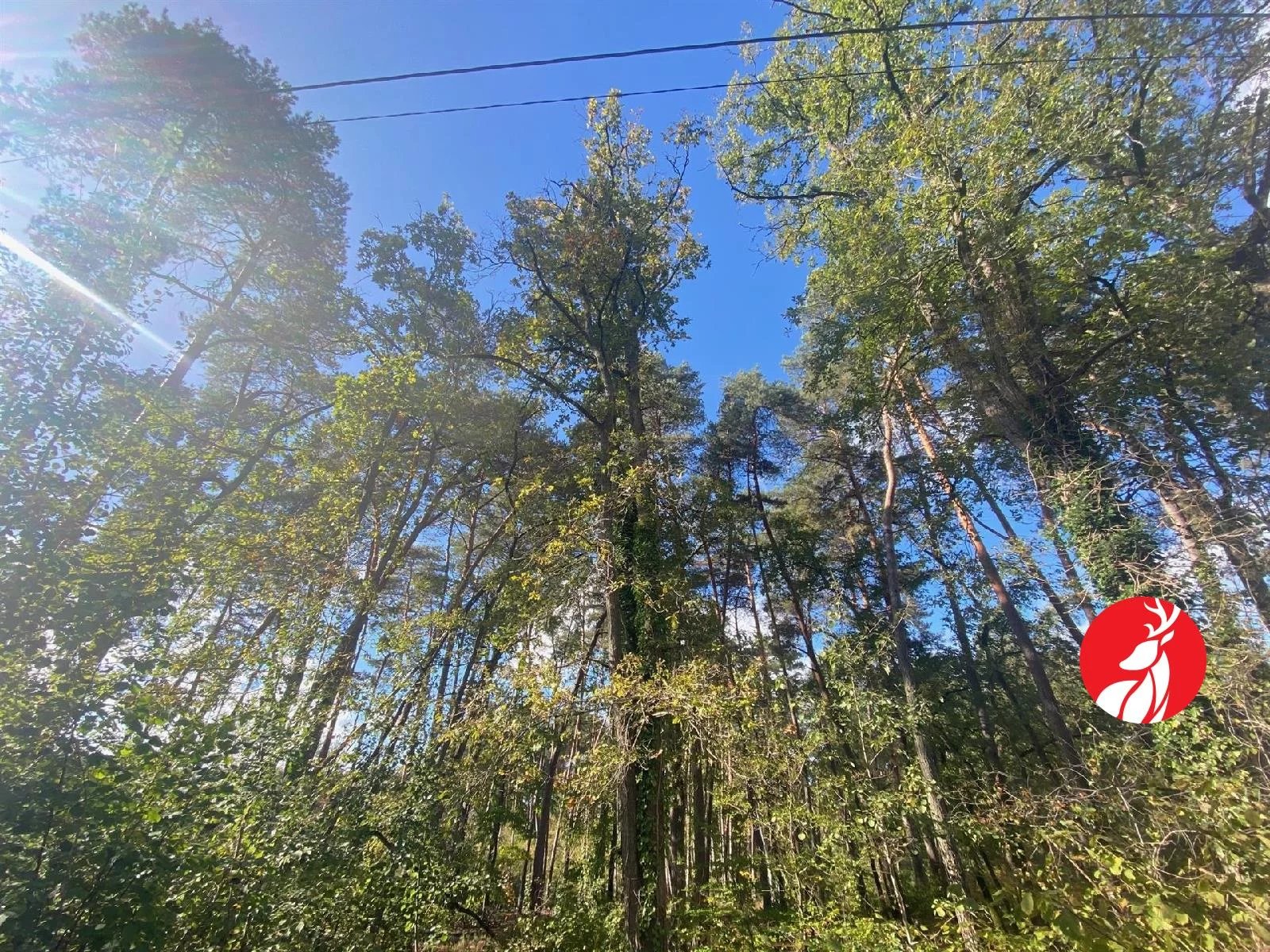Vente Terrain Arbonne-la-Forêt