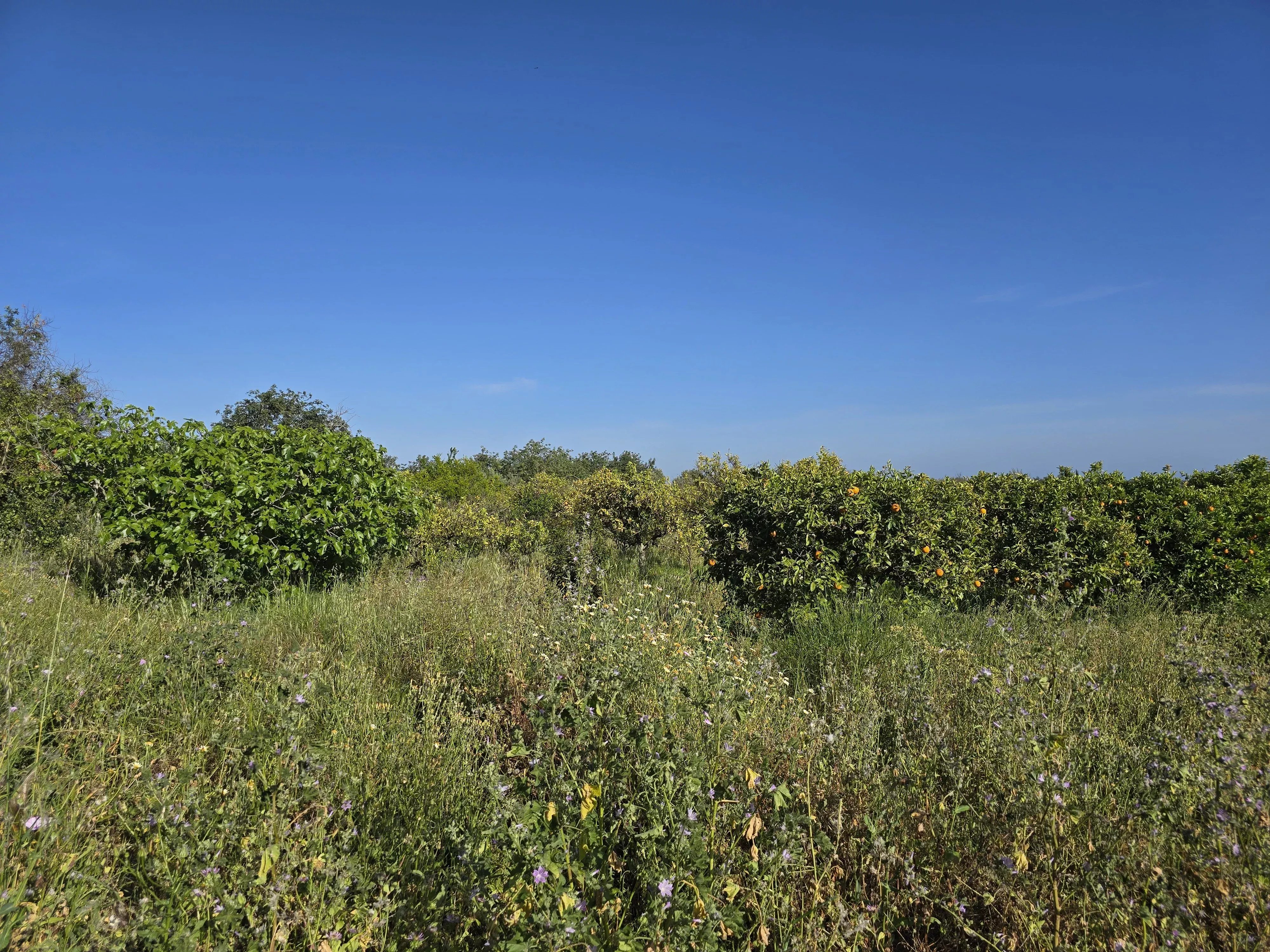 6 room Farmhouse with 1.5 hectares of land and sea view 86949039 image 24