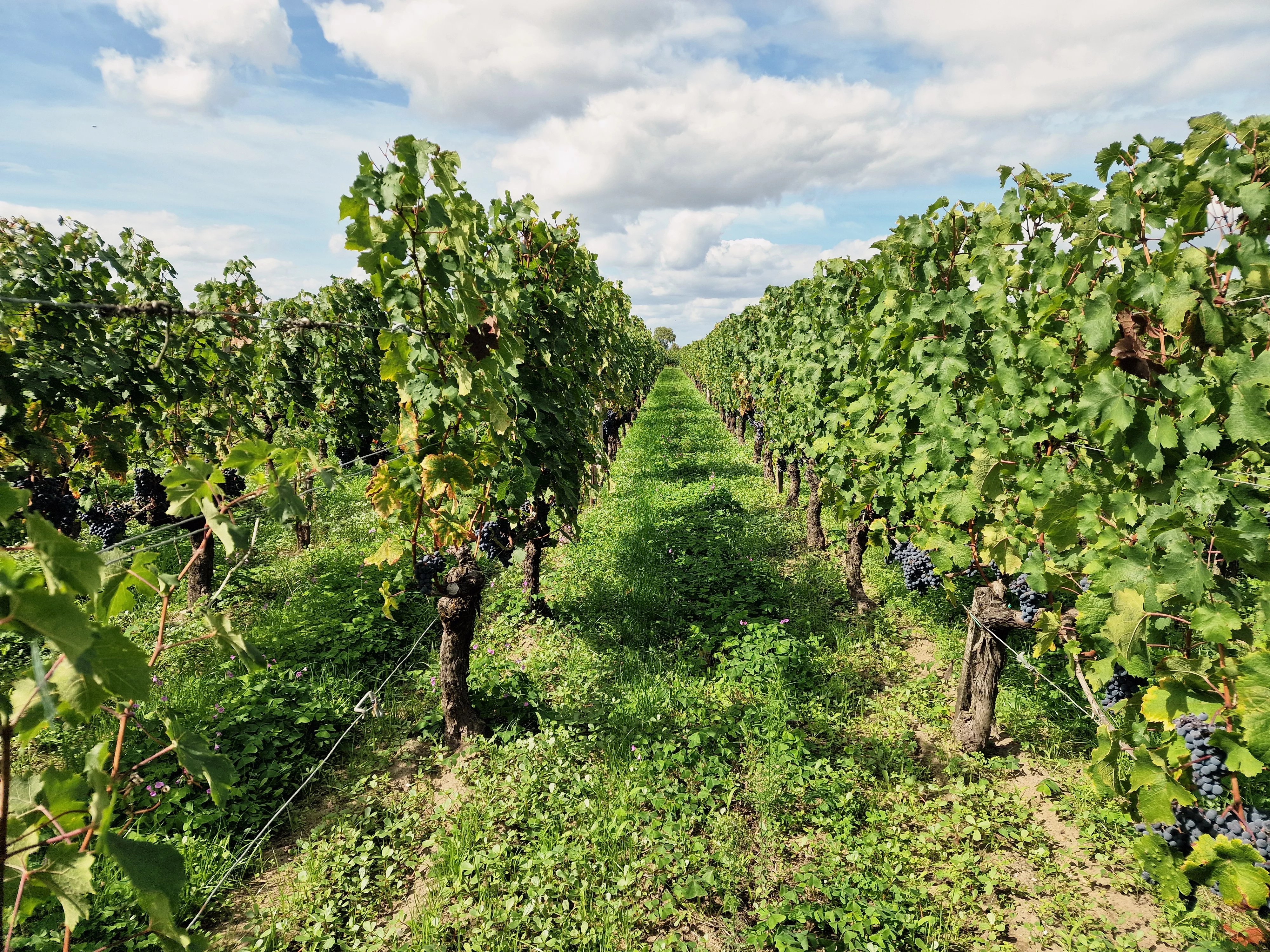 House in Saint-Etienne-de-Lisse - view 1