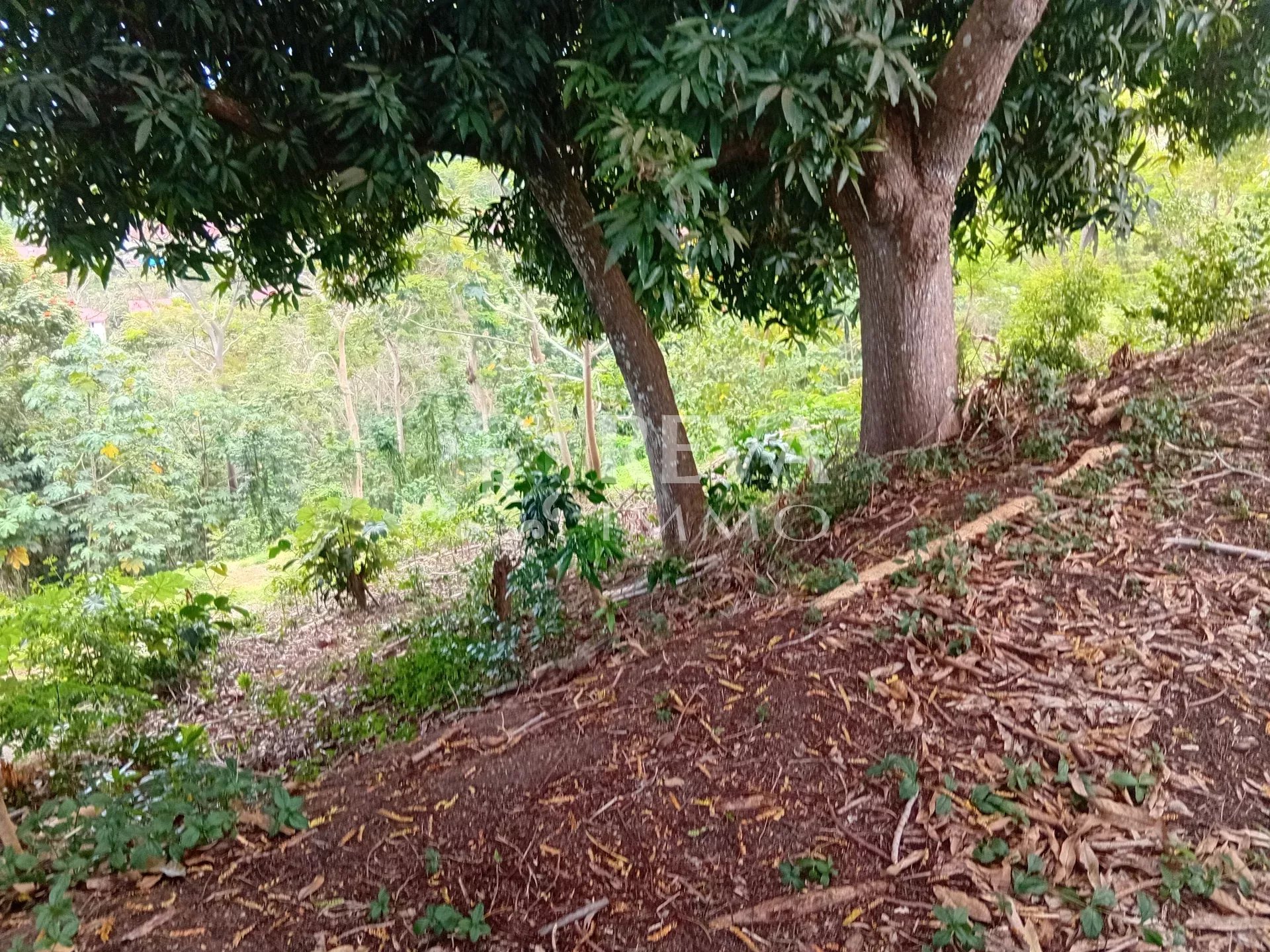 Vente Terrain Punaauia