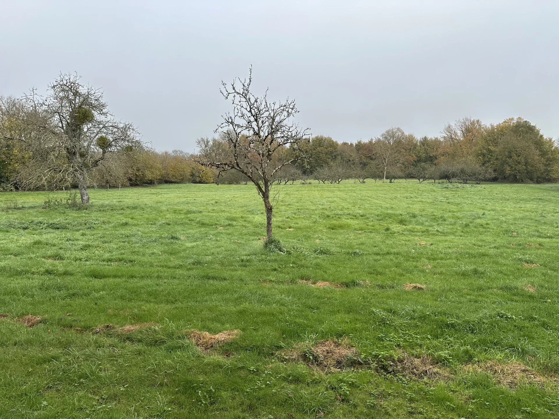 Vente Propriété Sommières-du-Clain