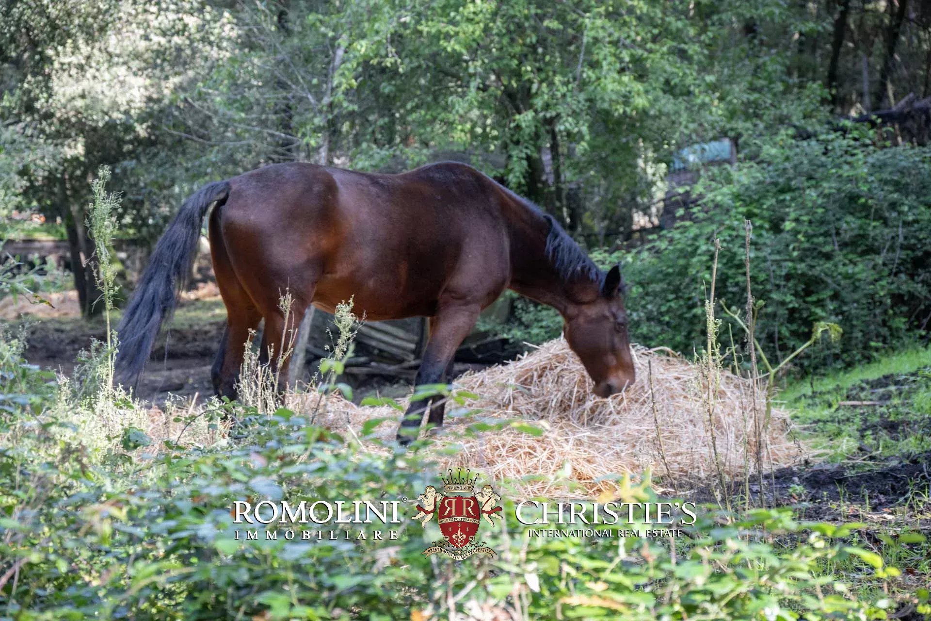 324-HA HUNTING RESERVE WITH DEVELOPMENT PROJECT FOR SALE IN MAREMMA, TUSCAN COAST