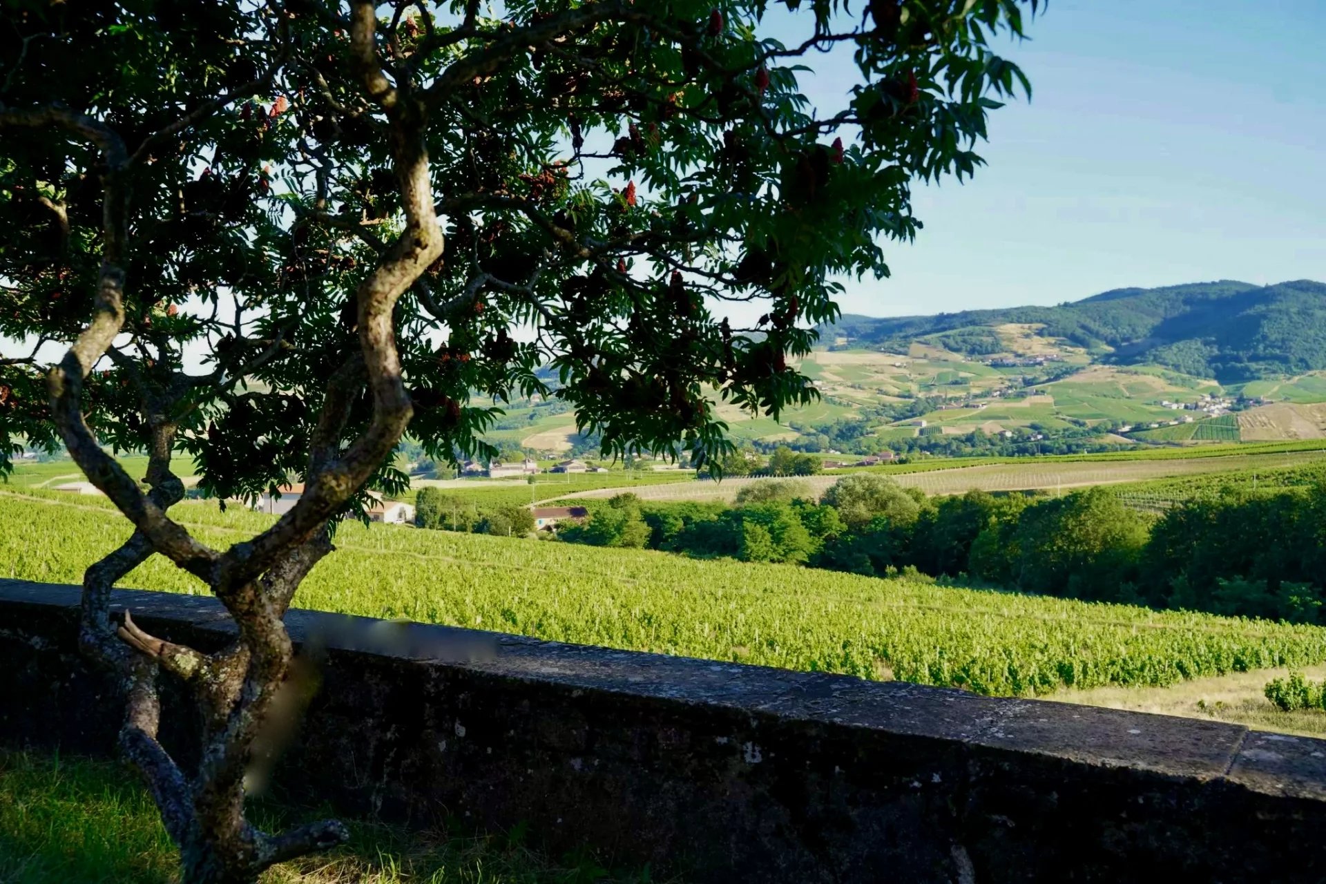 Sale Vineyard property Odenas