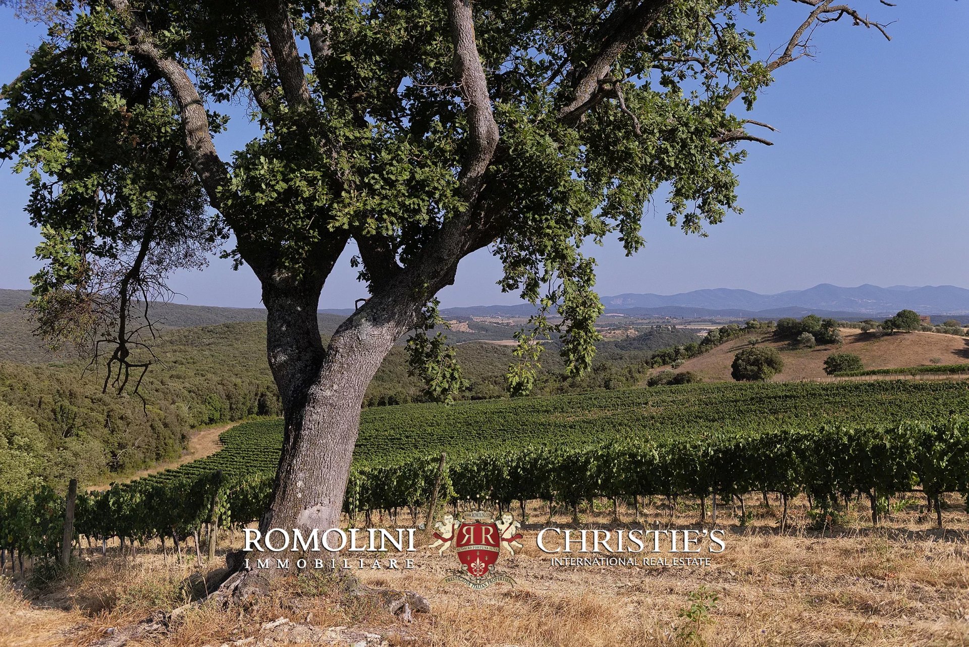 4 Bedroom Vineyard's Image 3