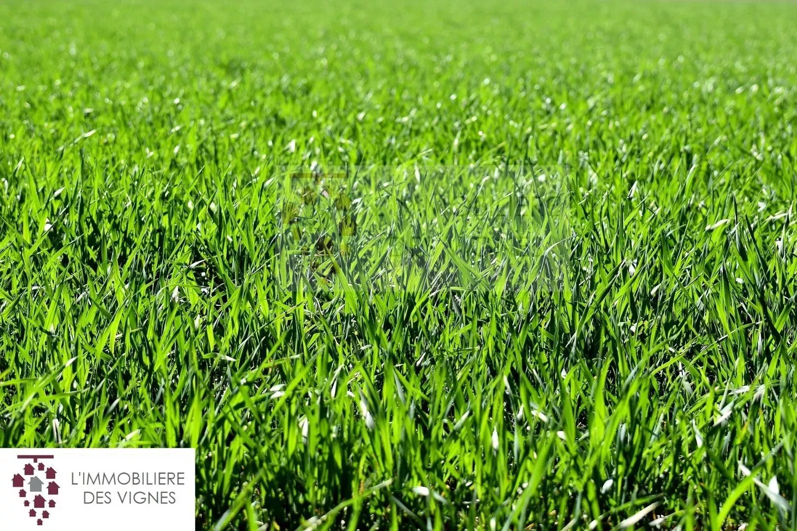 Agence immobilière de L'Immobilière des vignes