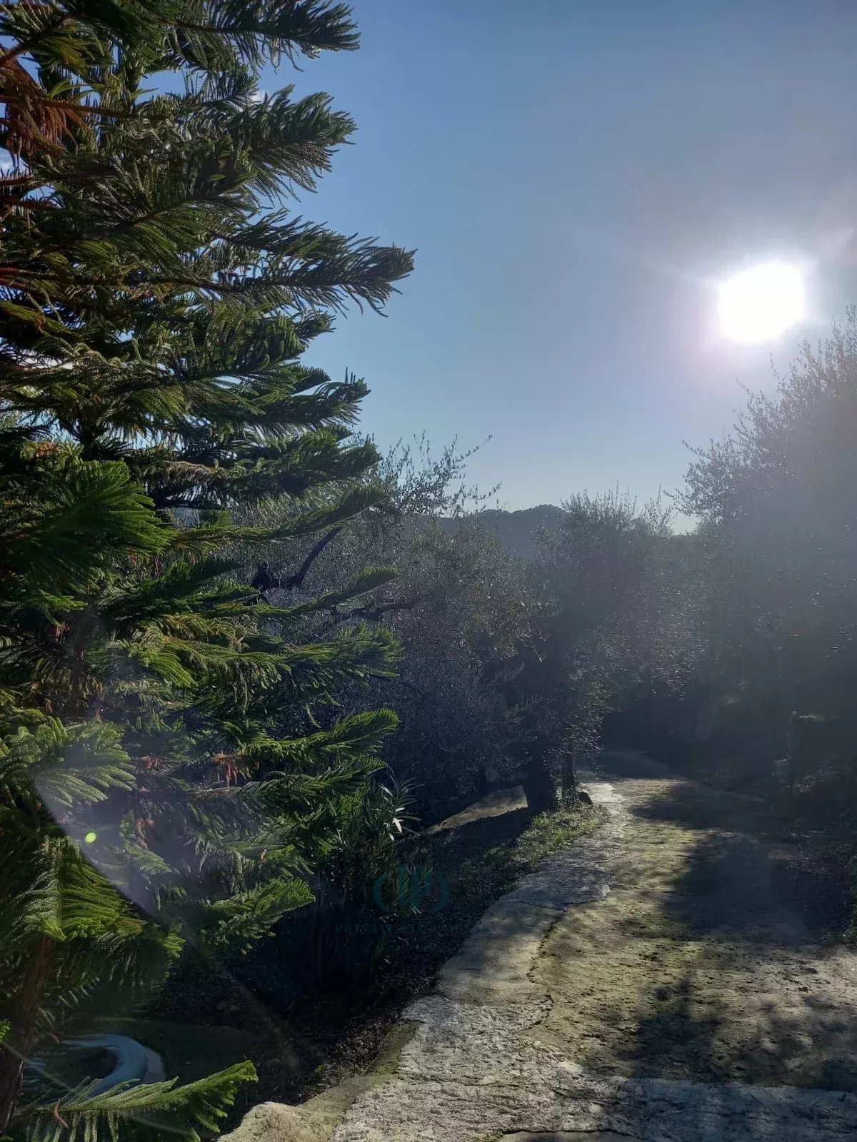 Villa Dolceacqua - picture 6