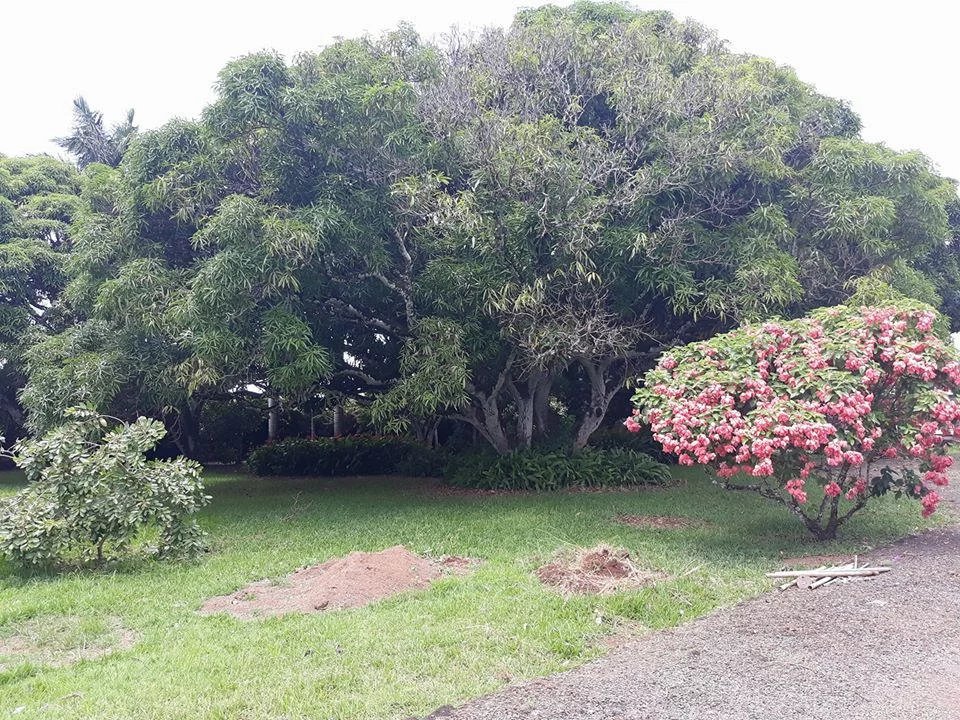 Ev Mapou - picture 7