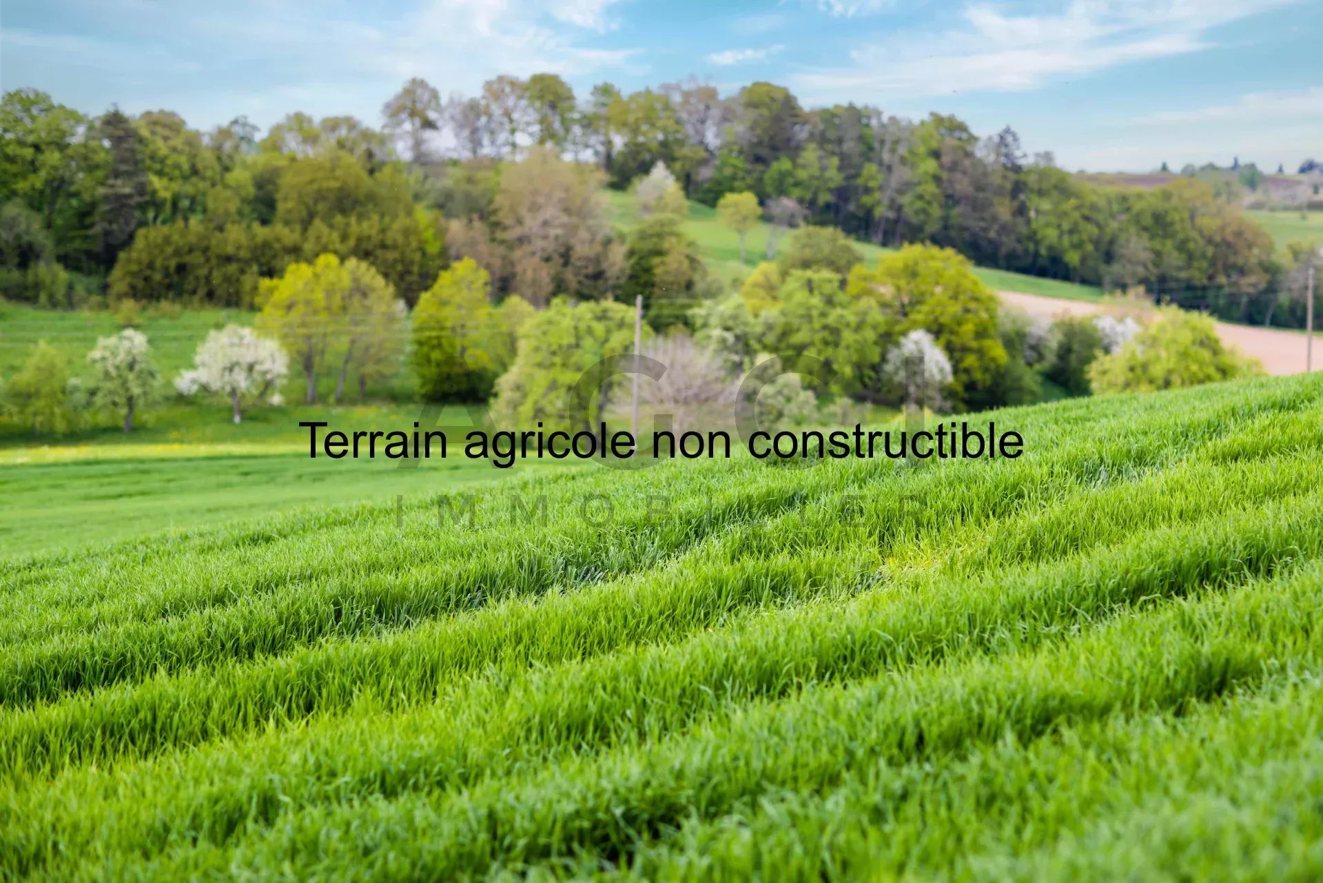 Close-up on fresh spring thick grass on a green wild wide meadow with narrow dirt paths against a blue cloudy sky at daytime