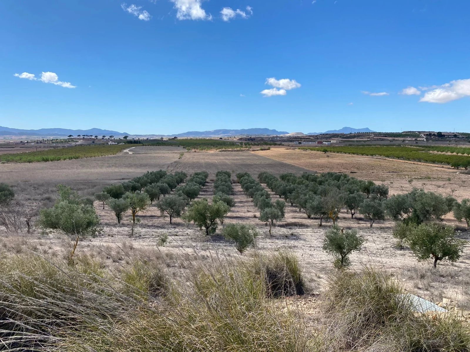 Vente Terrain Pinoso