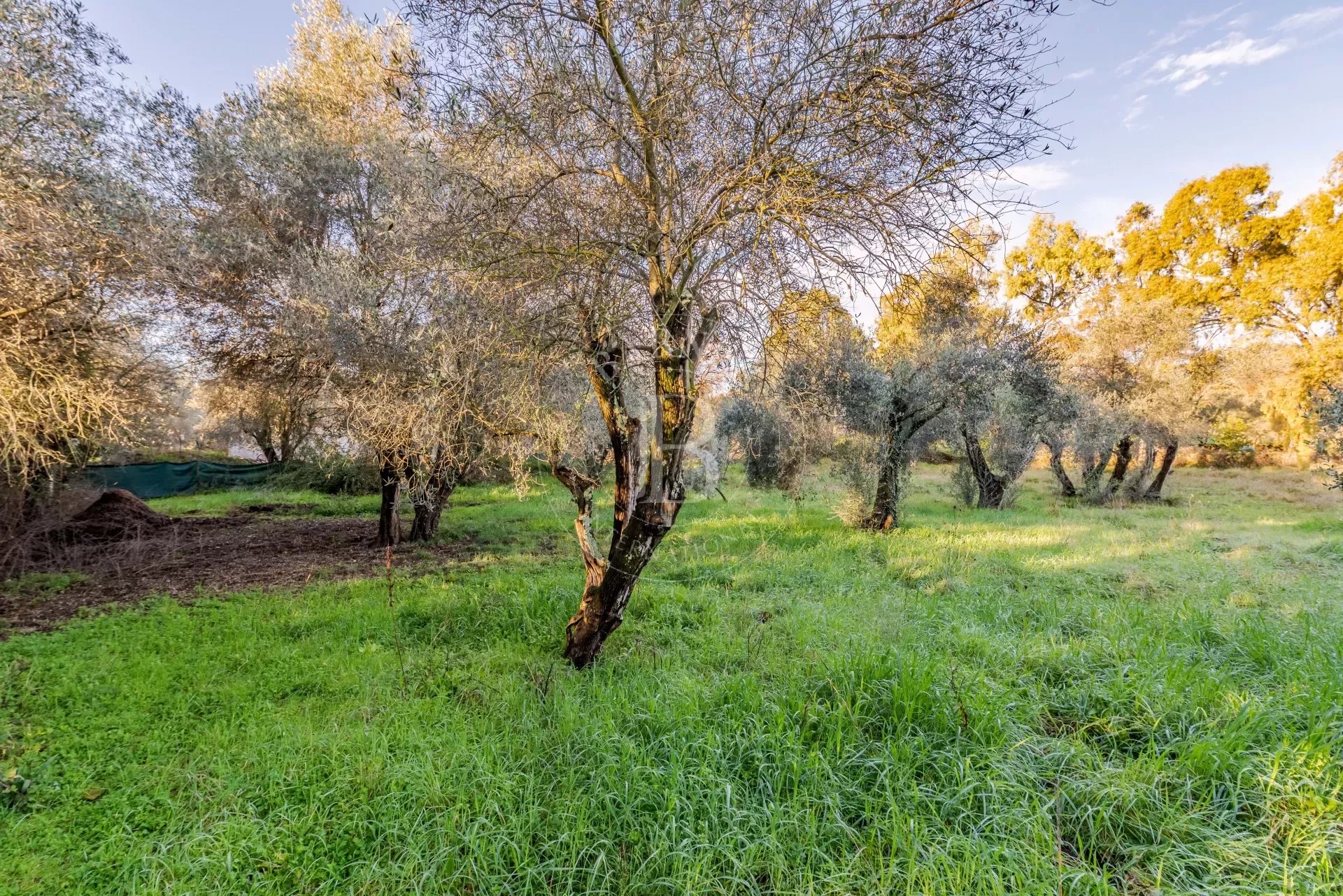 Arazi Valbonne - picture 5