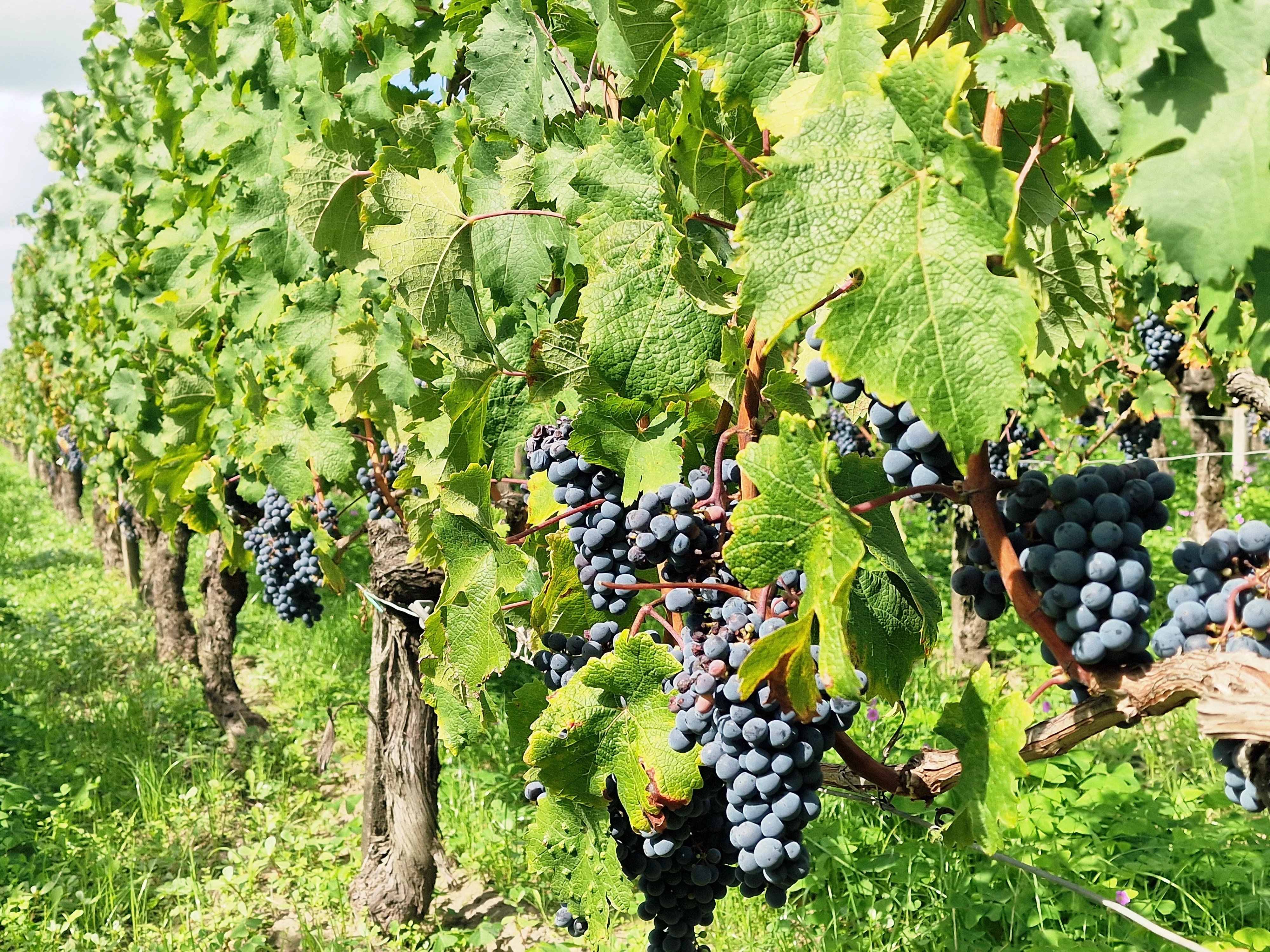 House in Saint-Etienne-de-Lisse - Image 3