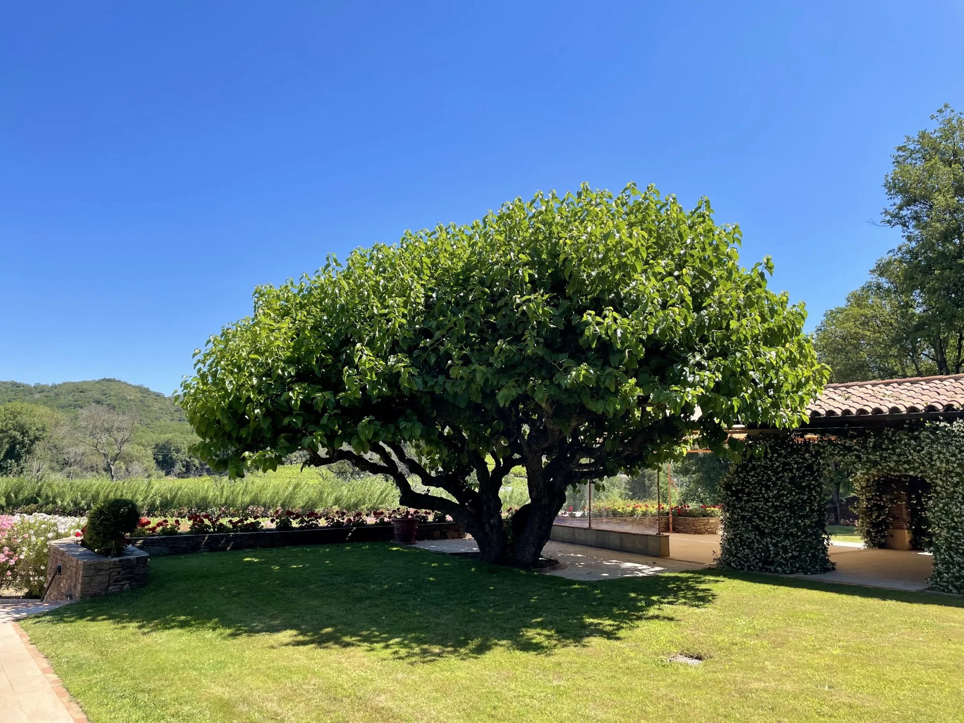 Sale Vineyard property Grimaud