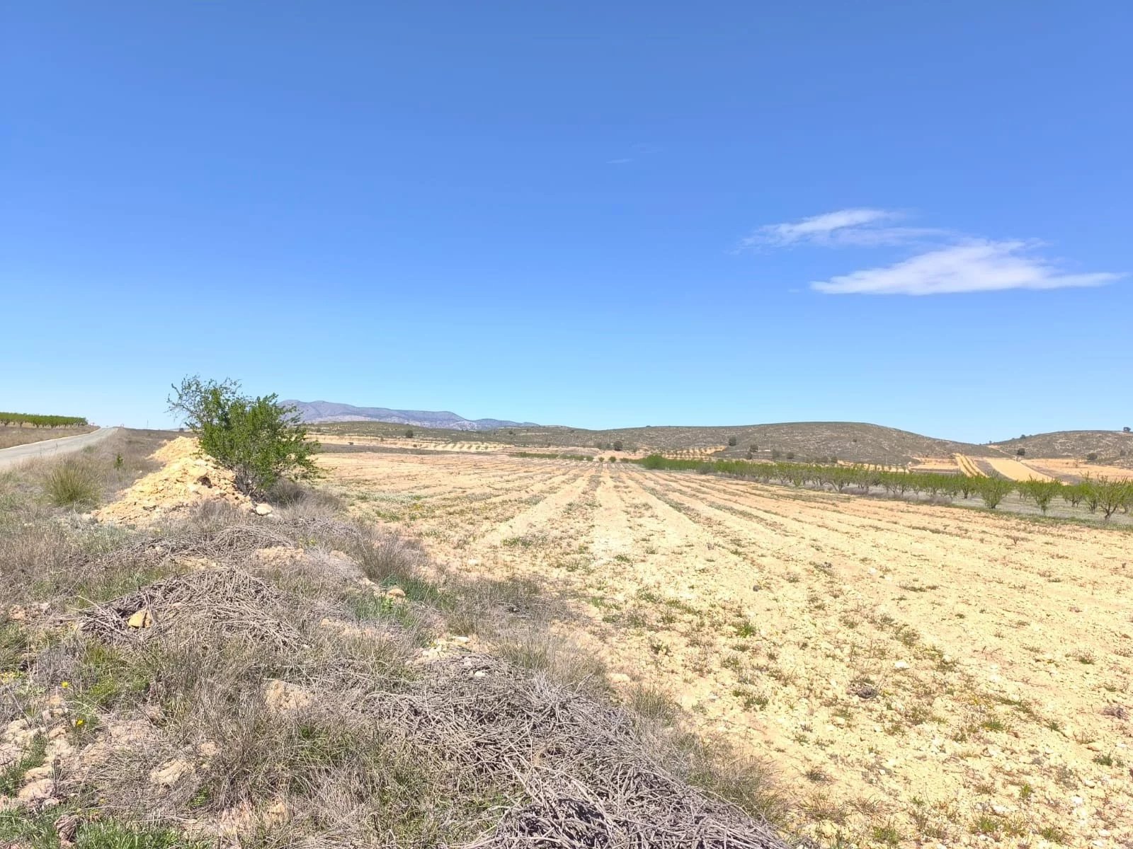 Vente Terrain Abanilla