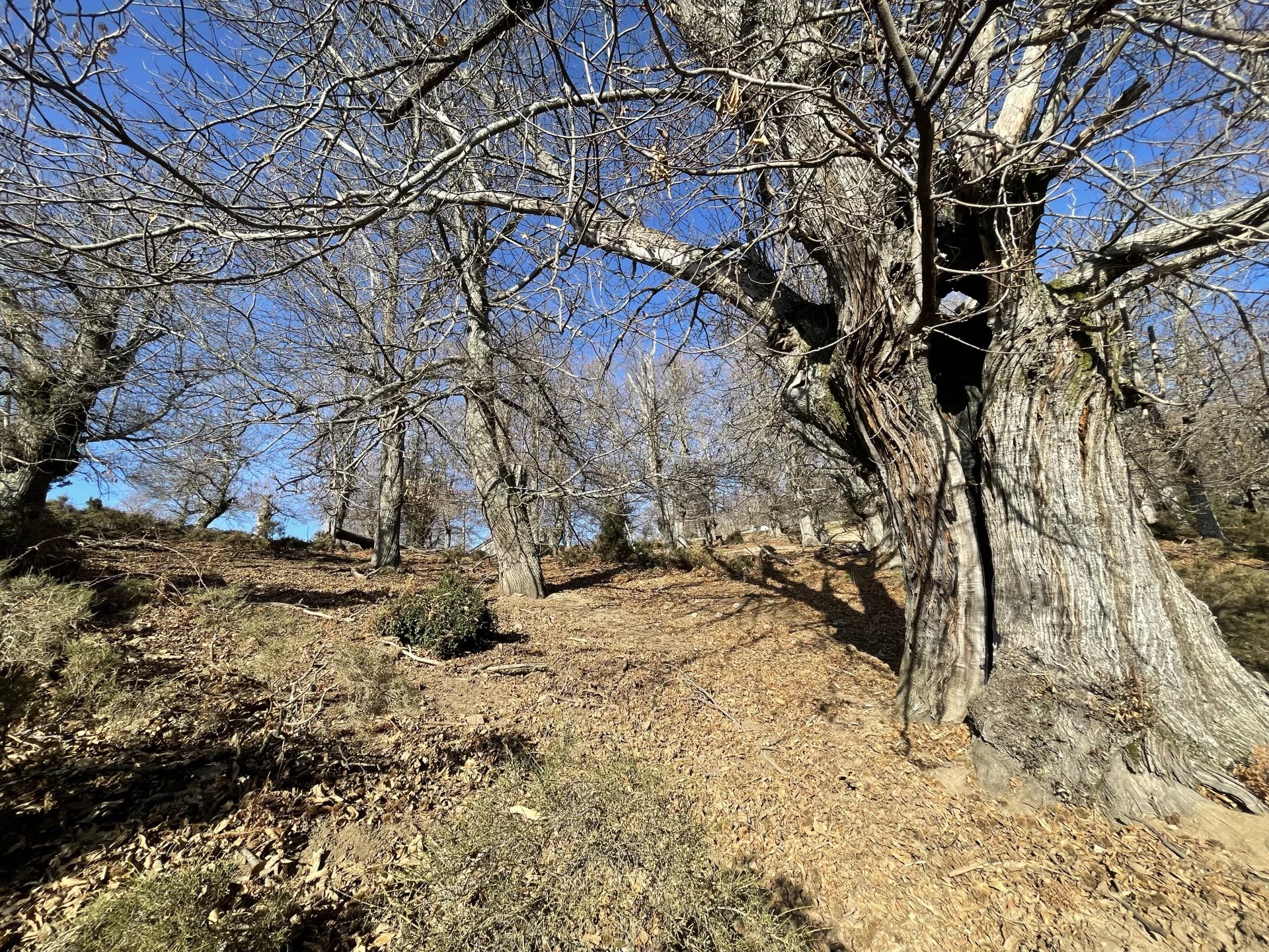 Vente Terrain constructible Renno