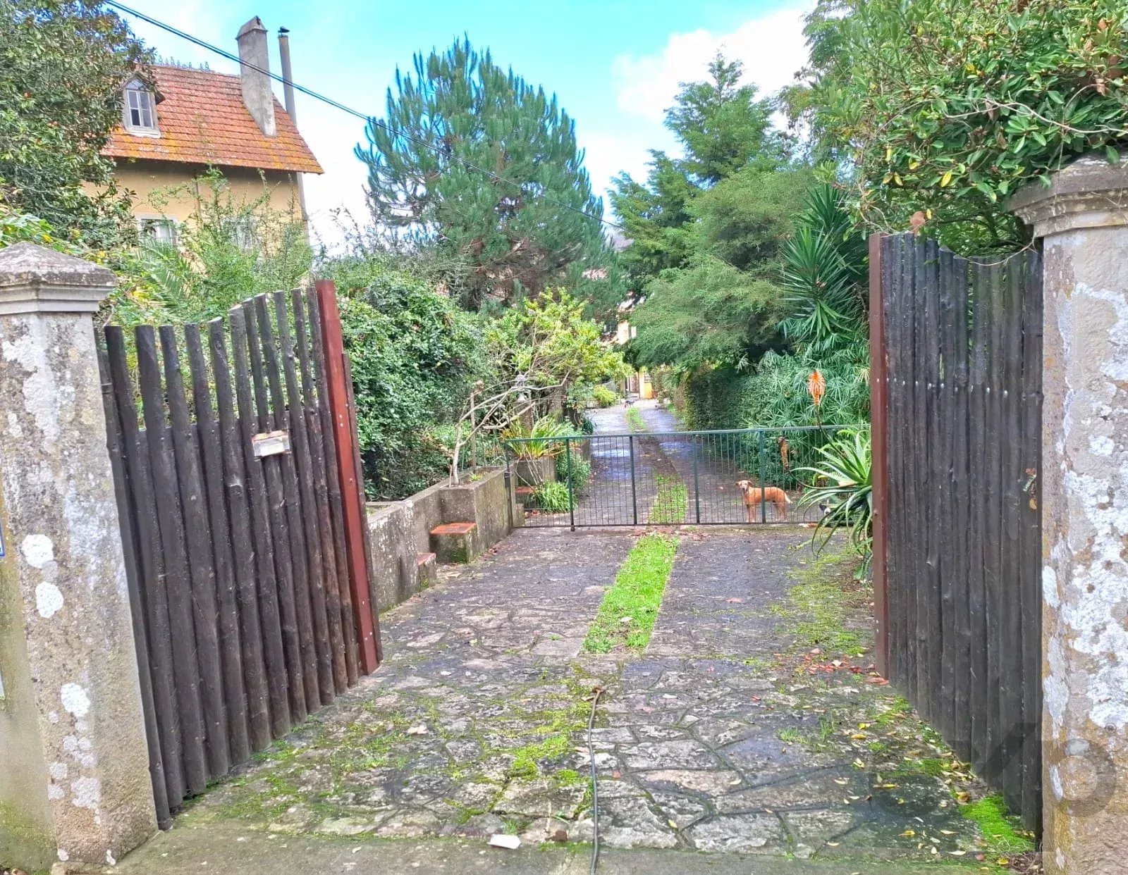 Sintra , Colares - Small farm with dream house 86819090 image 27