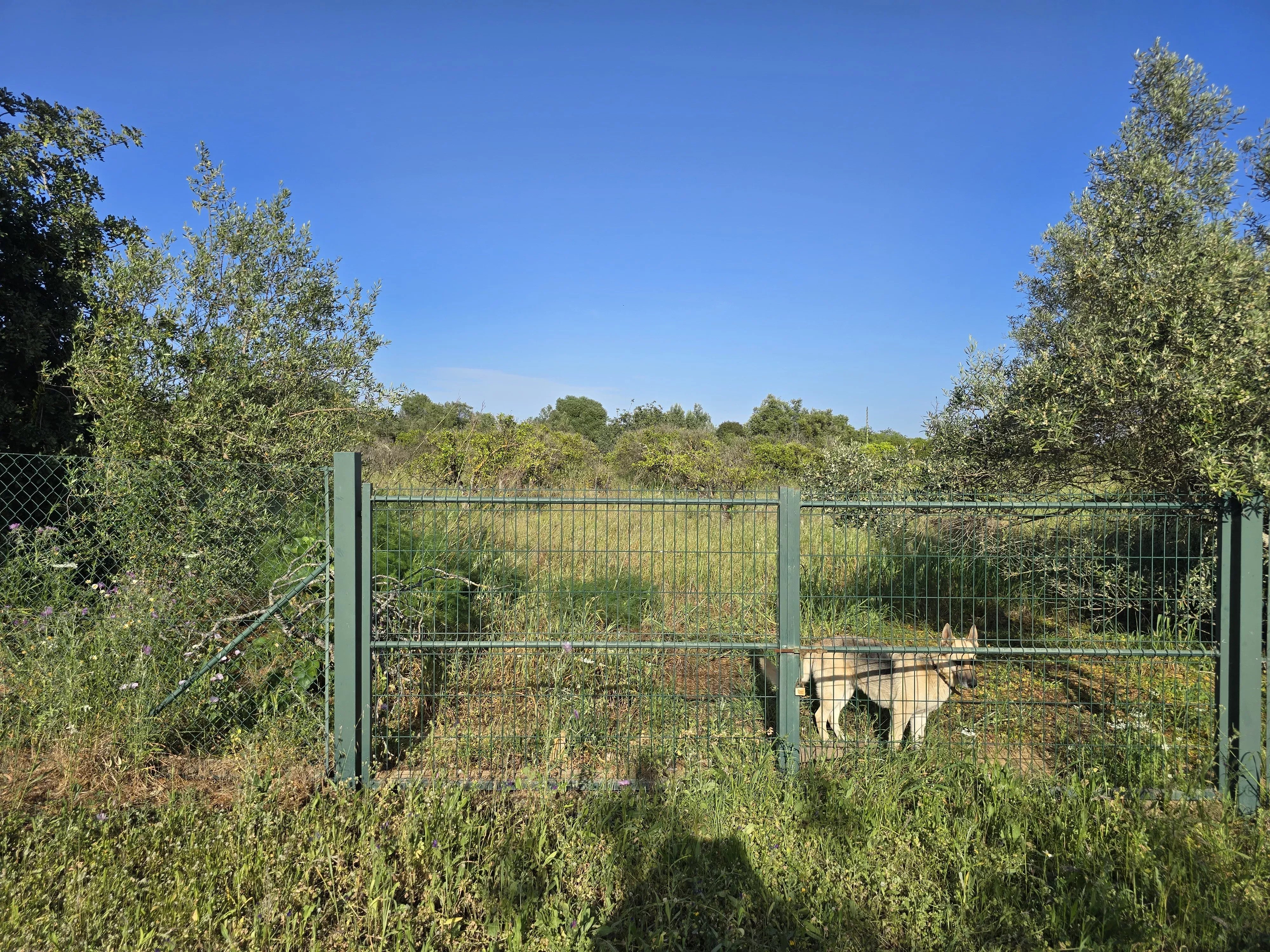 6 room Farmhouse with 1.5 hectares of land and sea view 86949039 image 14