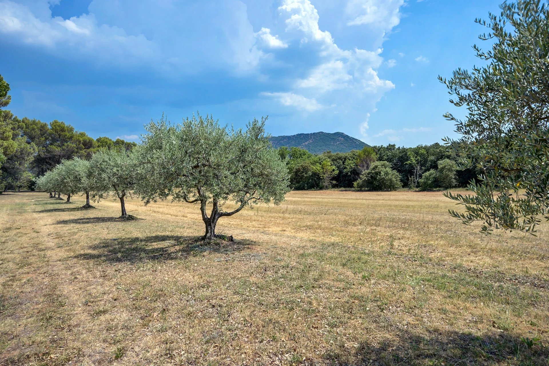 À 30 minutes d'Aix-en-Provence – Authentique bastide du XIXᵉ siècle au cœur d'un domaine de plus de 5 hectares